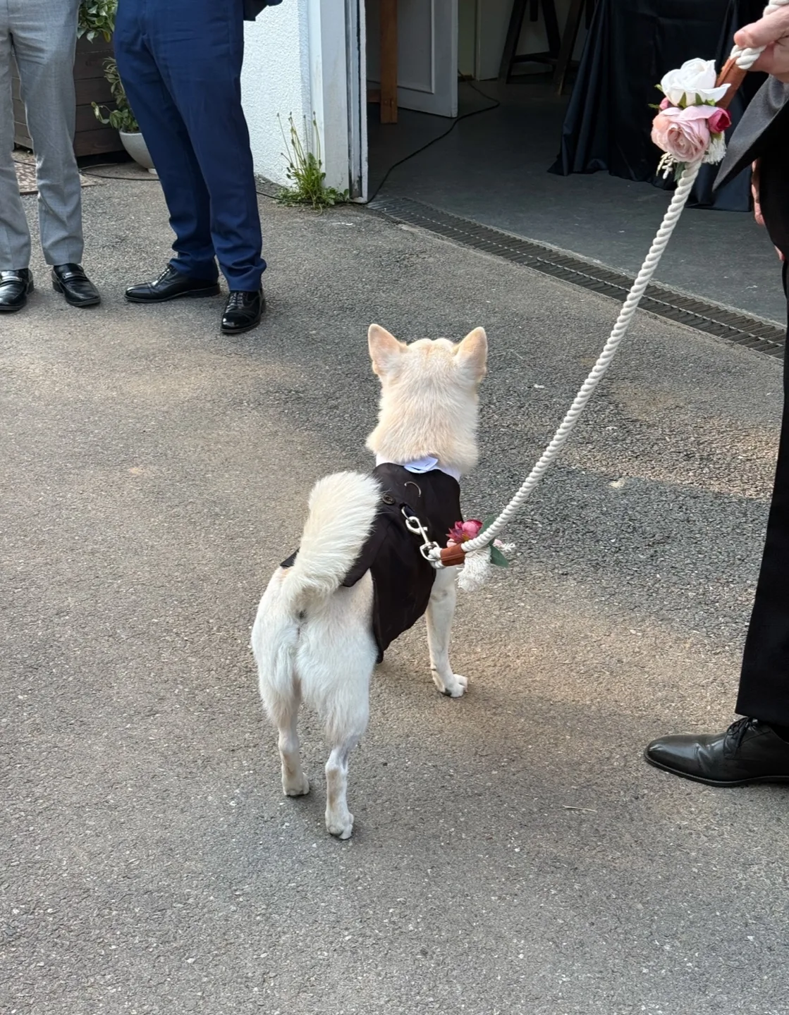 Adorable Dog Tuxedo Outfit - Wedding Ready! image indicator(4)