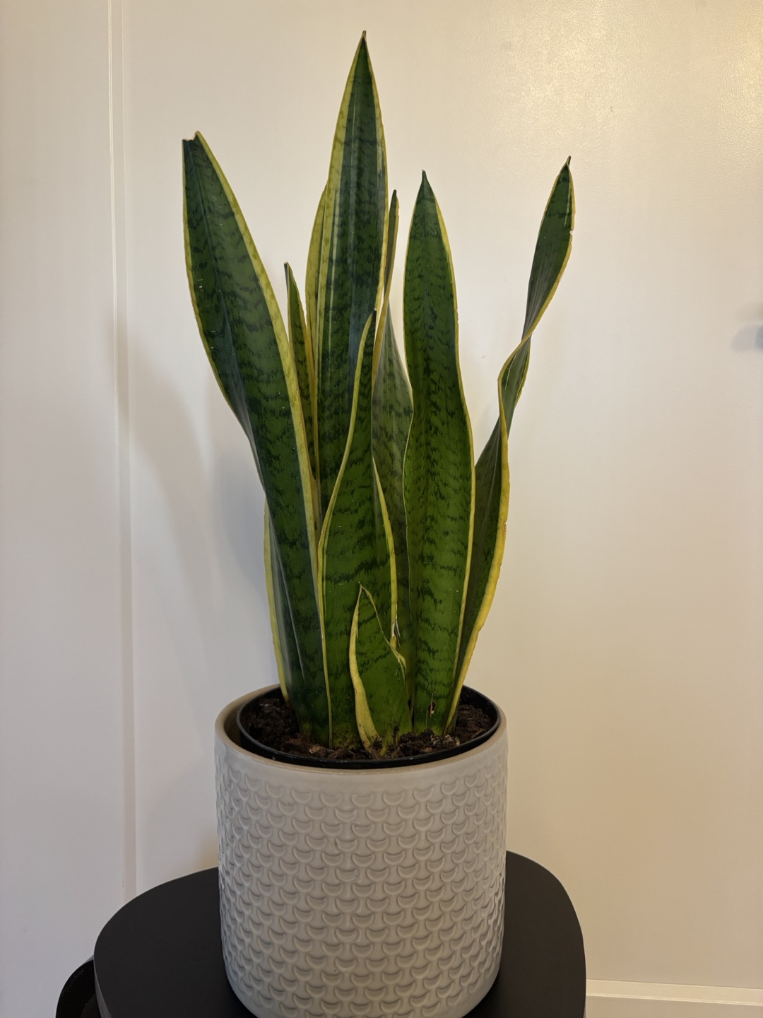 Snake Plant in Grey Pot