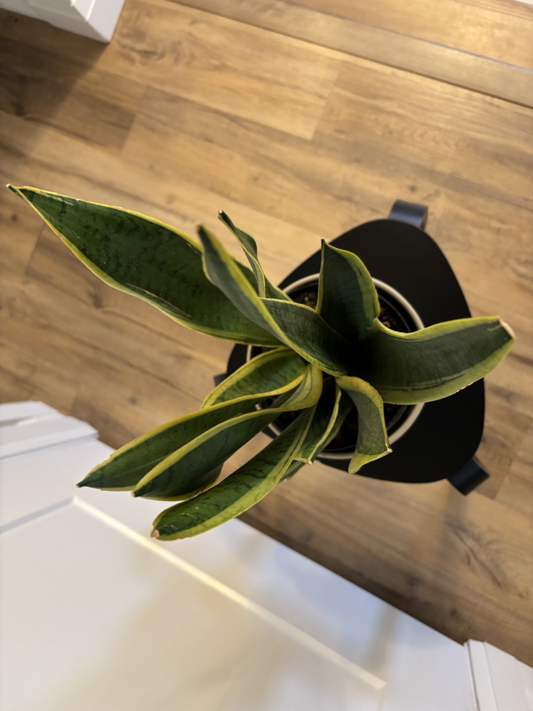 Snake Plant in Grey Pot - photo 2