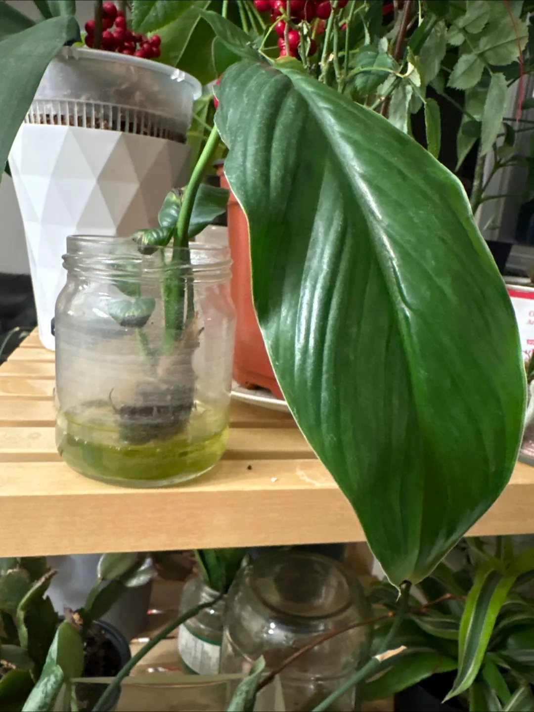 🧡Philodendron Pink Princess cutting in water thumbnail