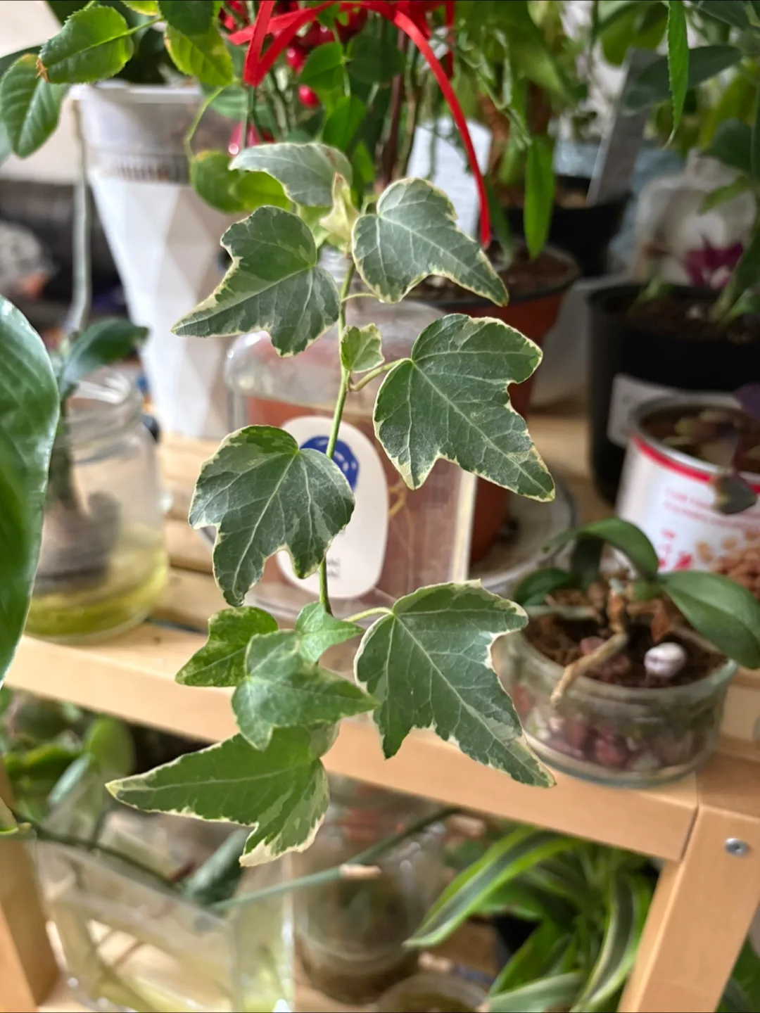 🧡Propagating English Ivy Cutting thumbnail