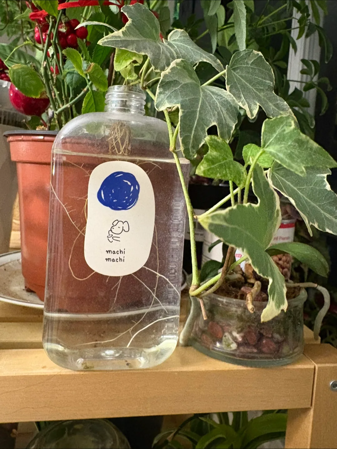 🧡Propagating English Ivy Cutting image indicator(2)