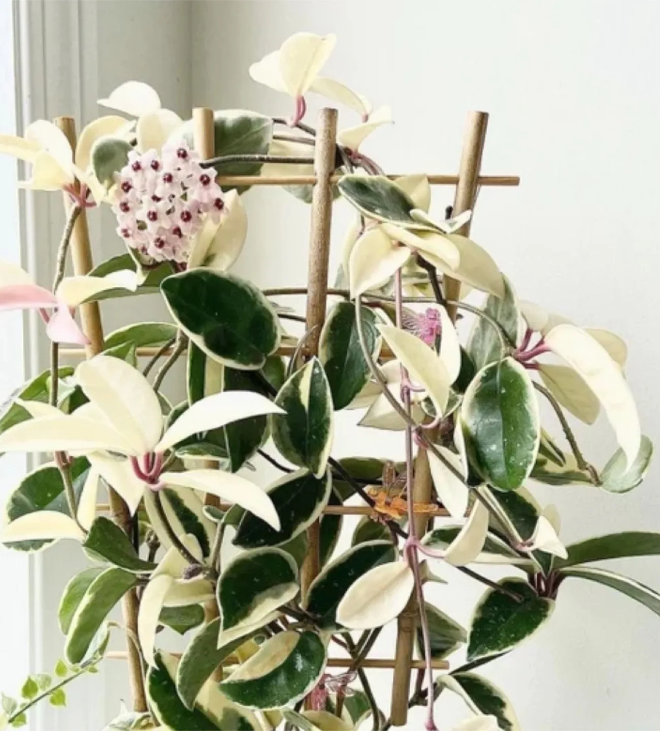 Hoya Krimson Queen thumbnail