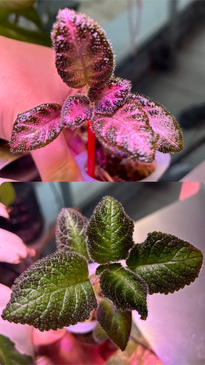 Episcia 'Chocolate Covered Cherries' & 'Pink' Plantlets image indicator(4)