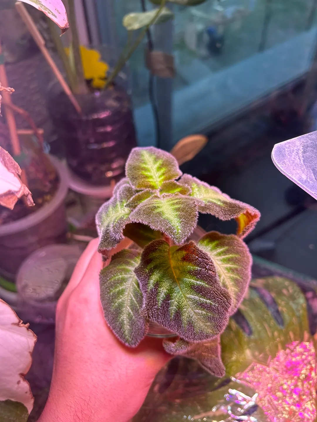 Episcia 'Chocolate Covered Cherries' & 'Pink' Plantlets image indicator(2)