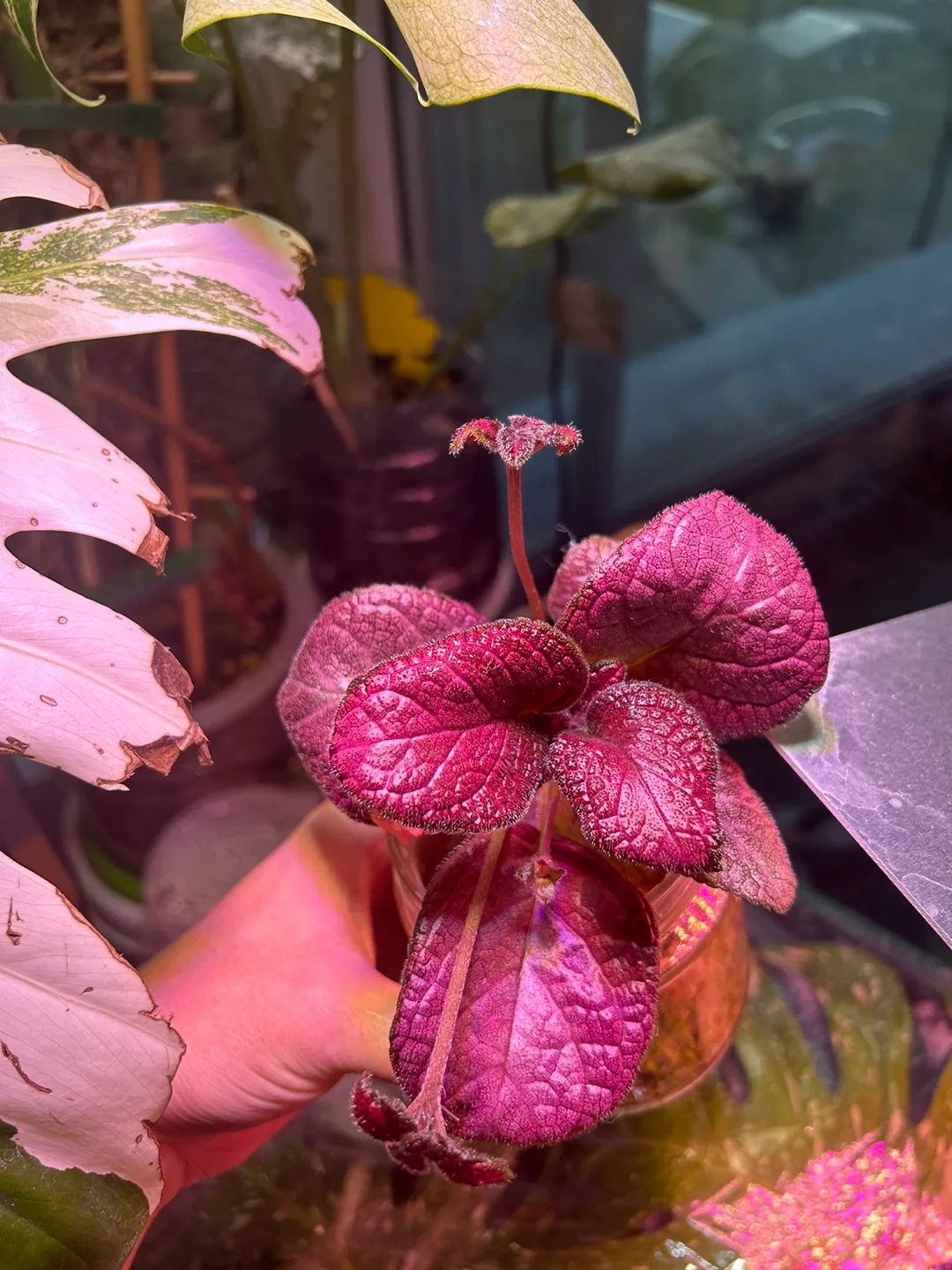 Episcia 'Chocolate Covered Cherries' & 'Pink' Plantlets thumbnail