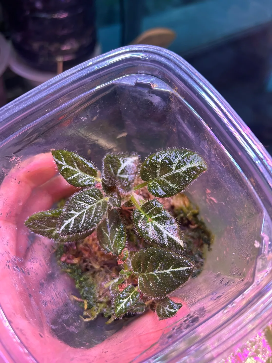 Episcia 'Chocolate Covered Cherries' & 'Pink' Plantlets image indicator(3)