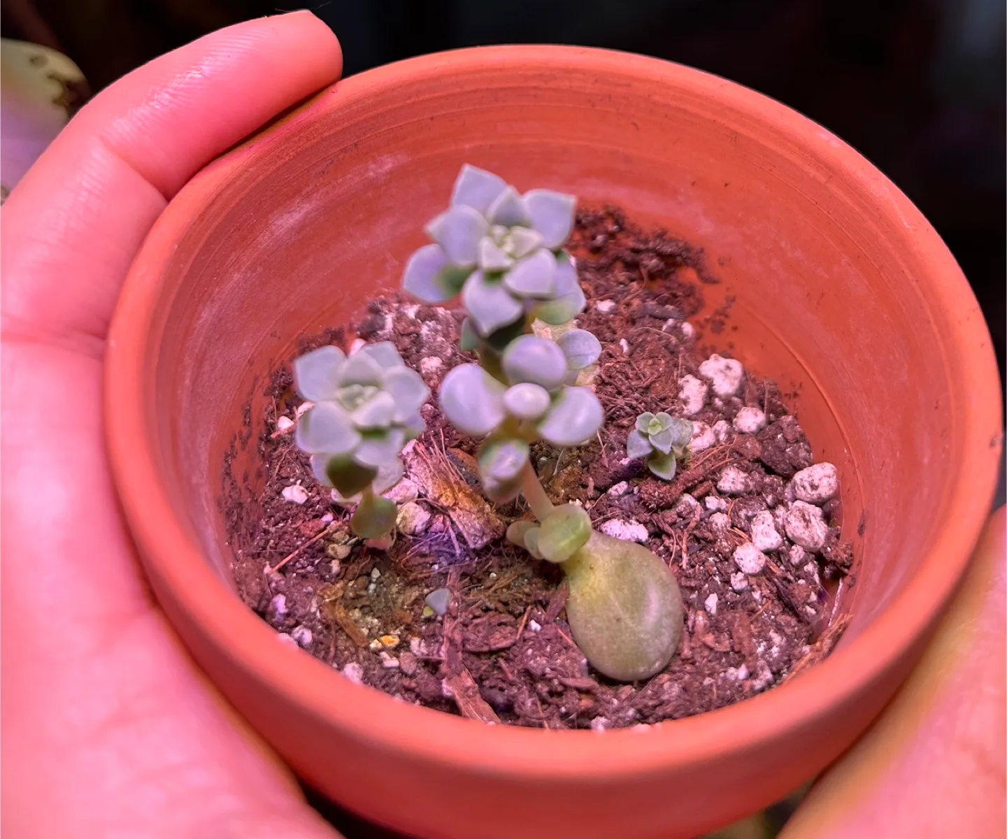 Succulent - Echeveria thumbnail