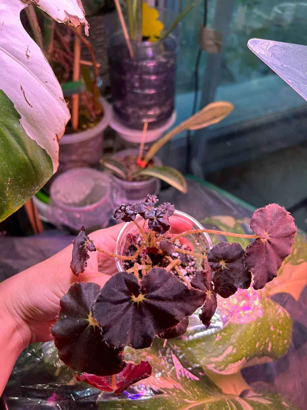 Begonia black mamba image indicator(2)