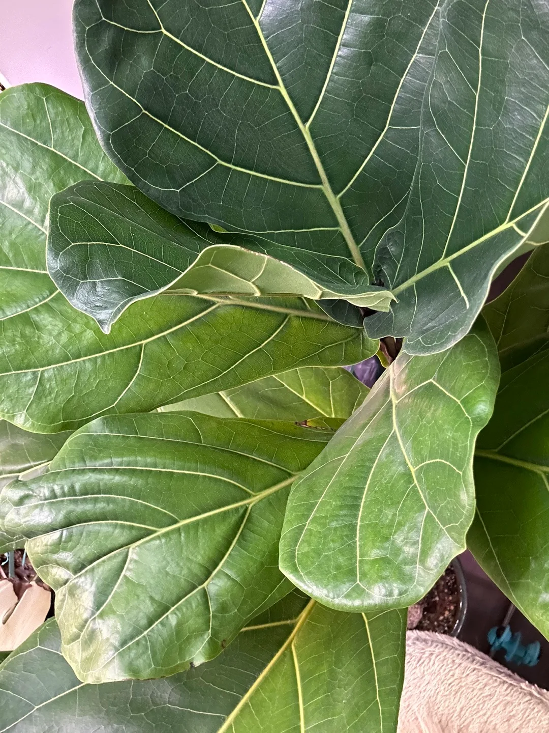 Over 8ft fiddle leaf fig image indicator(3)
