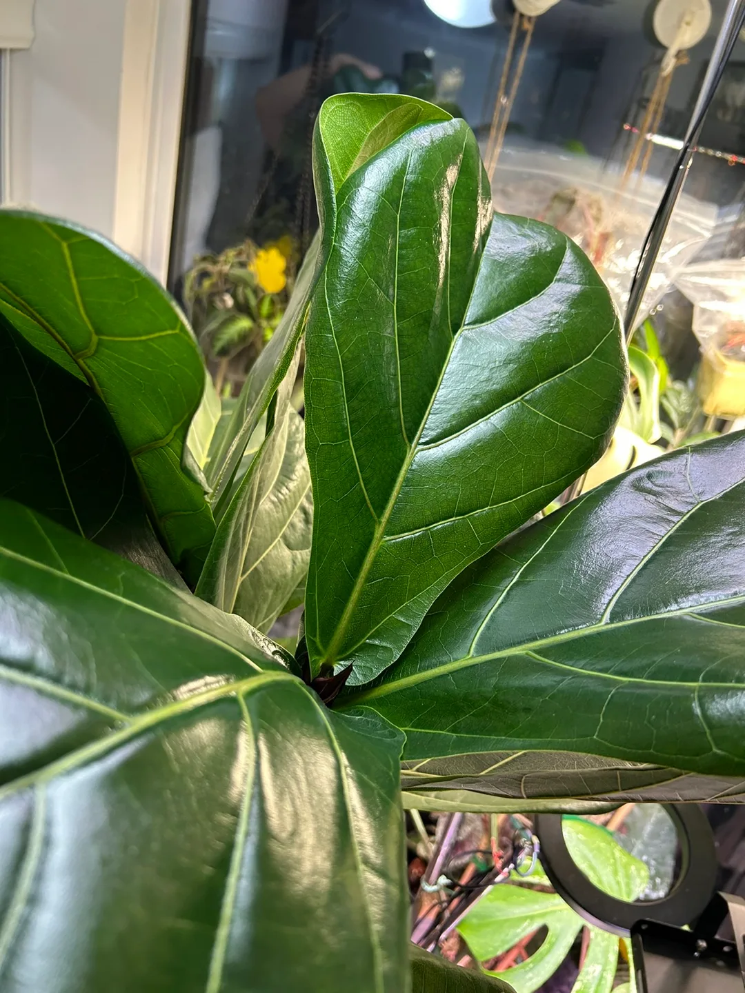 Over 8ft fiddle leaf fig image indicator(2)