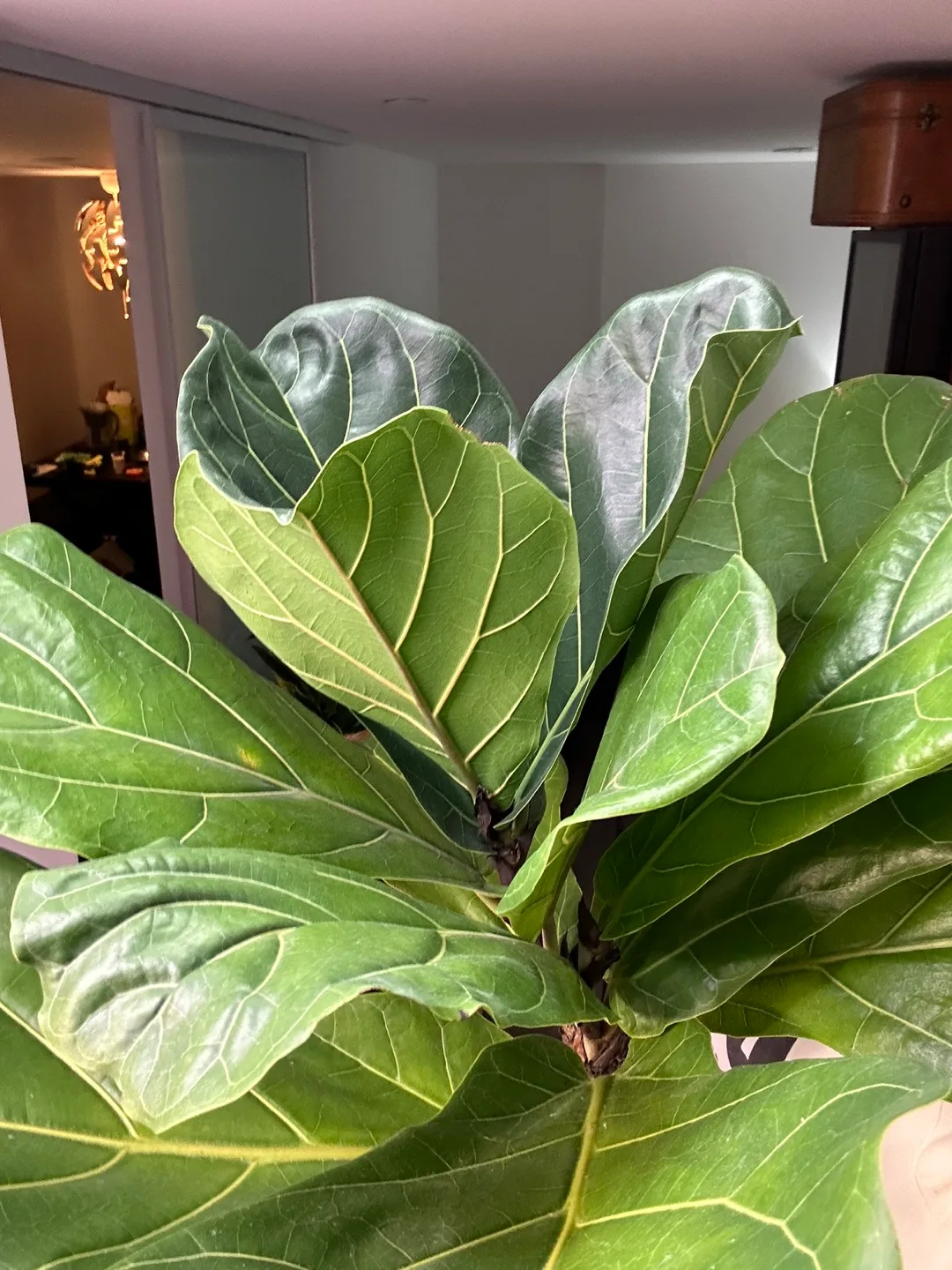 Over 8ft fiddle leaf fig image indicator(4)