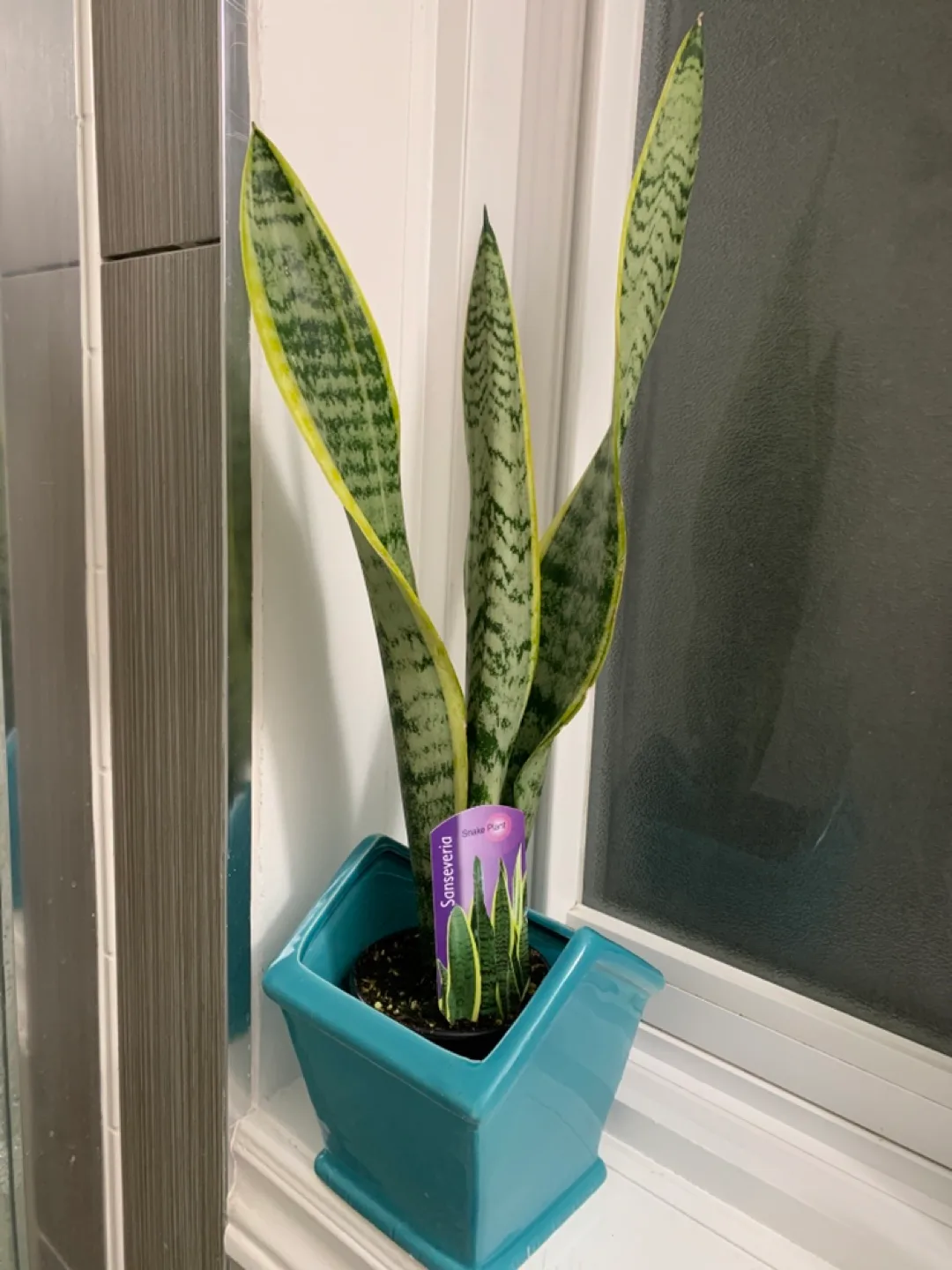 Sansevieria Snake Plant in Teal Pot thumbnail
