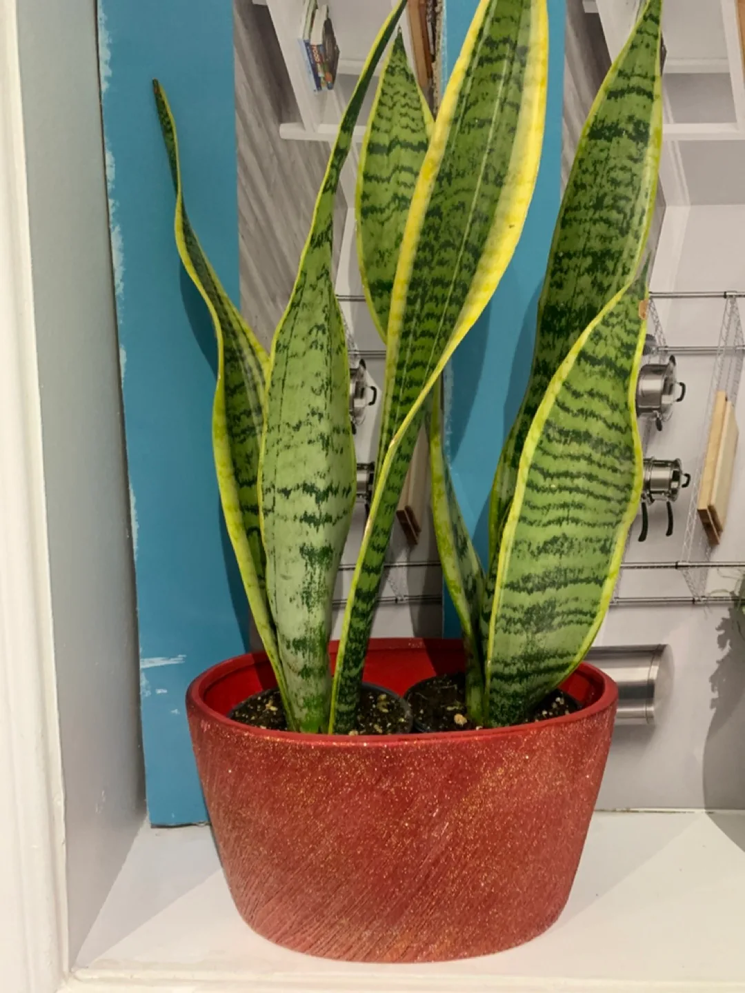 Snake Plant in Red Glitter Pot thumbnail