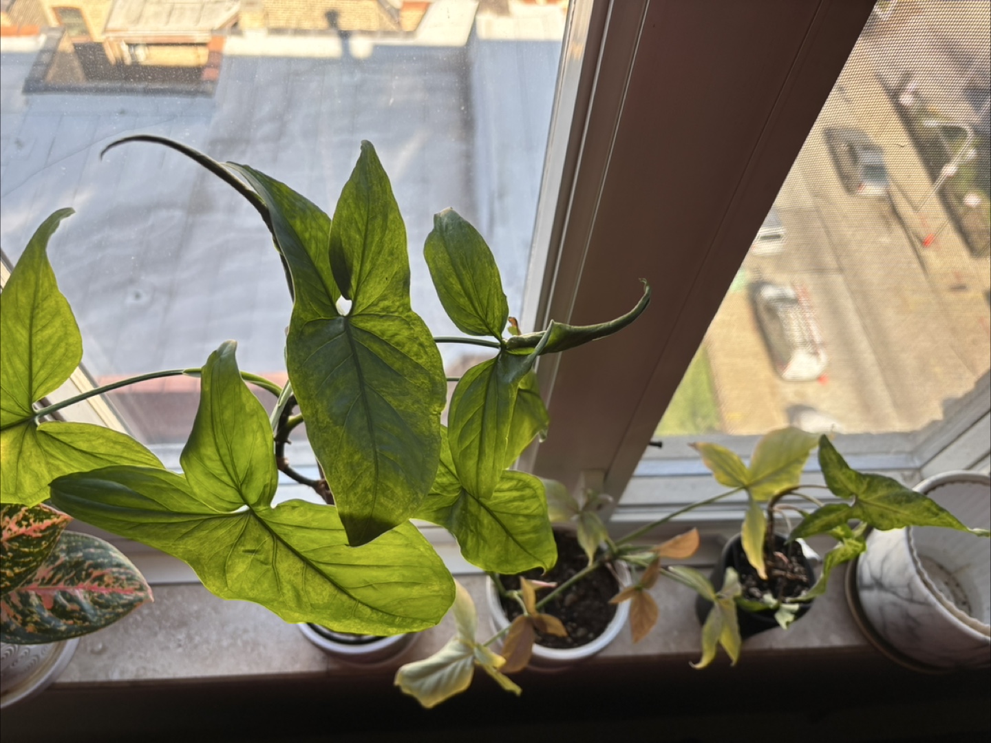 Syngonium “arrowhead” bundle