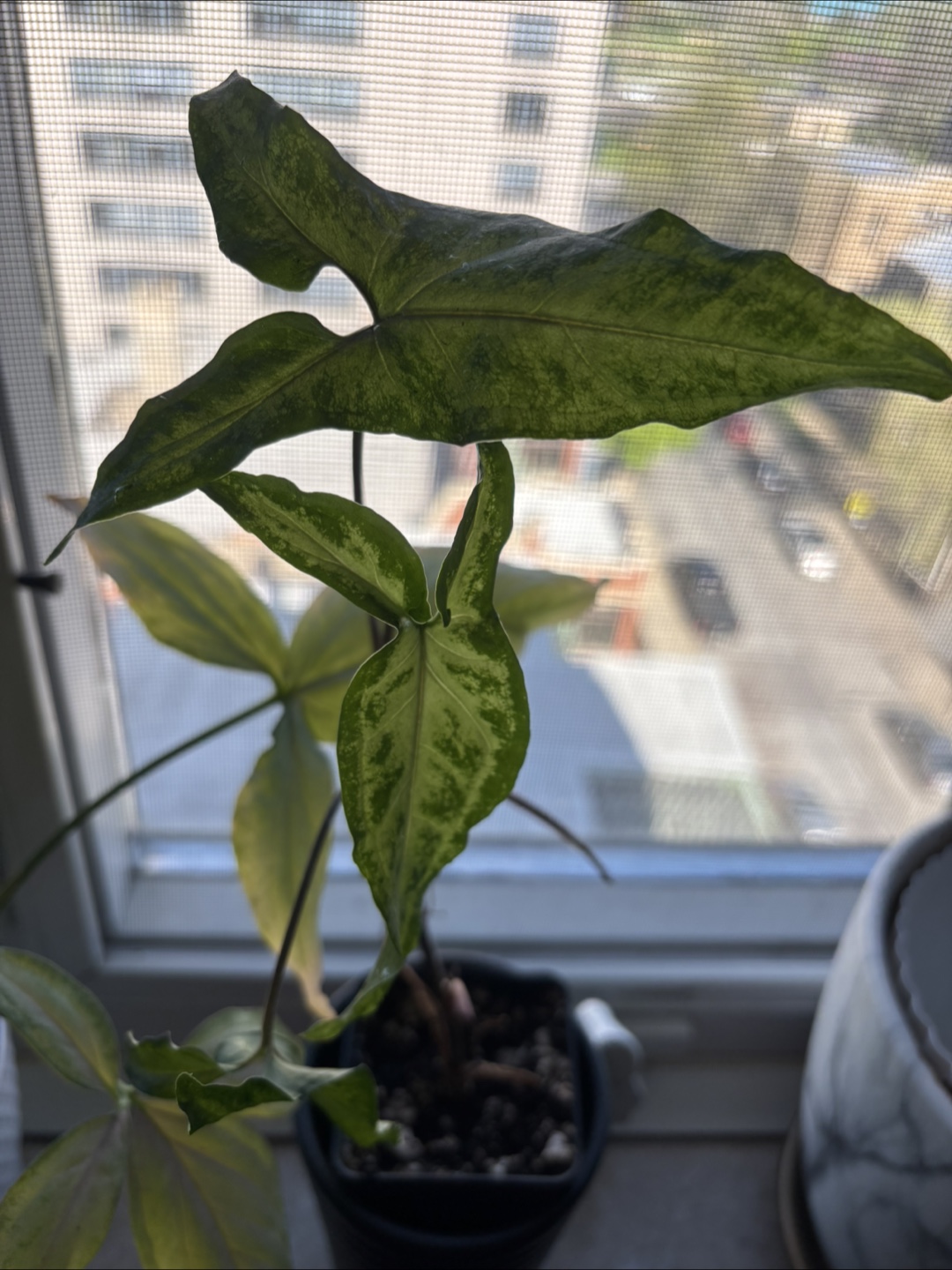 Syngonium “arrowhead” bundle - photo 4