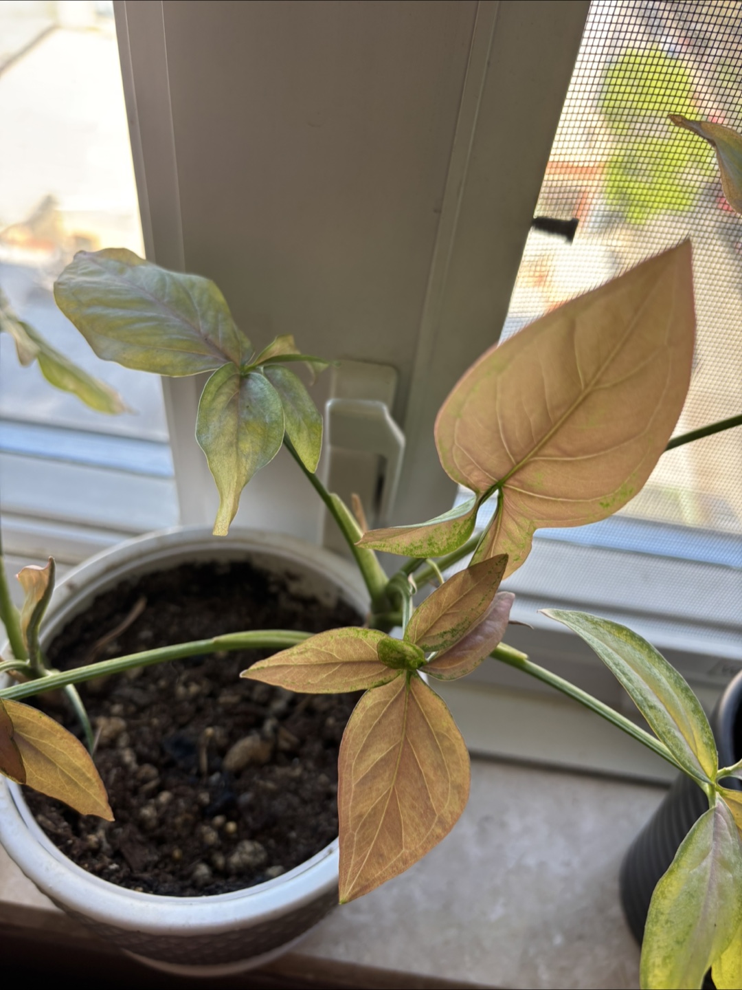 Syngonium “arrowhead” bundle - photo 3