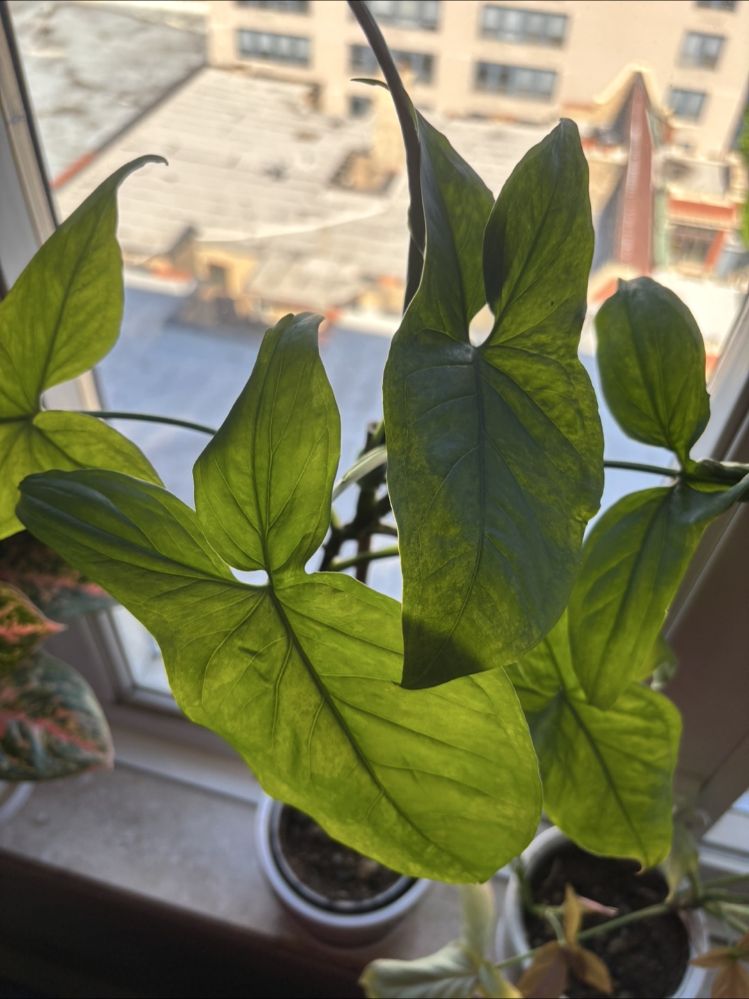 Syngonium “arrowhead” bundle - photo 2