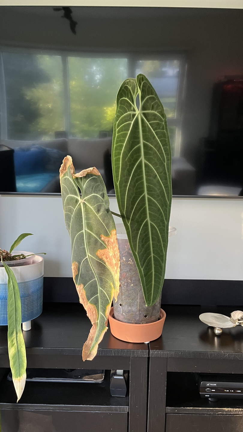 Anthurium Warocqueanum aka Queen Anthurium - photo 2