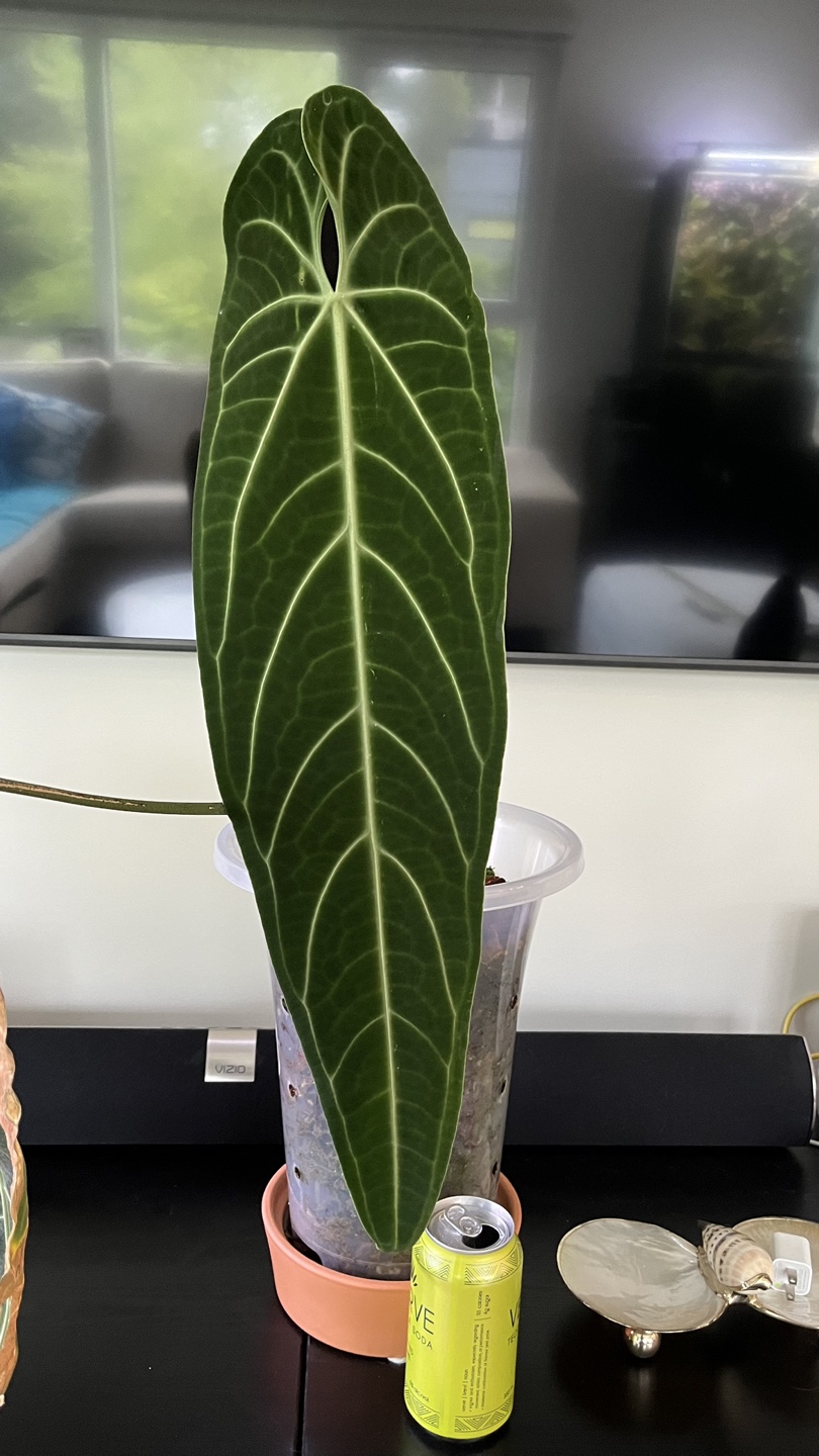 Anthurium Warocqueanum aka Queen Anthurium