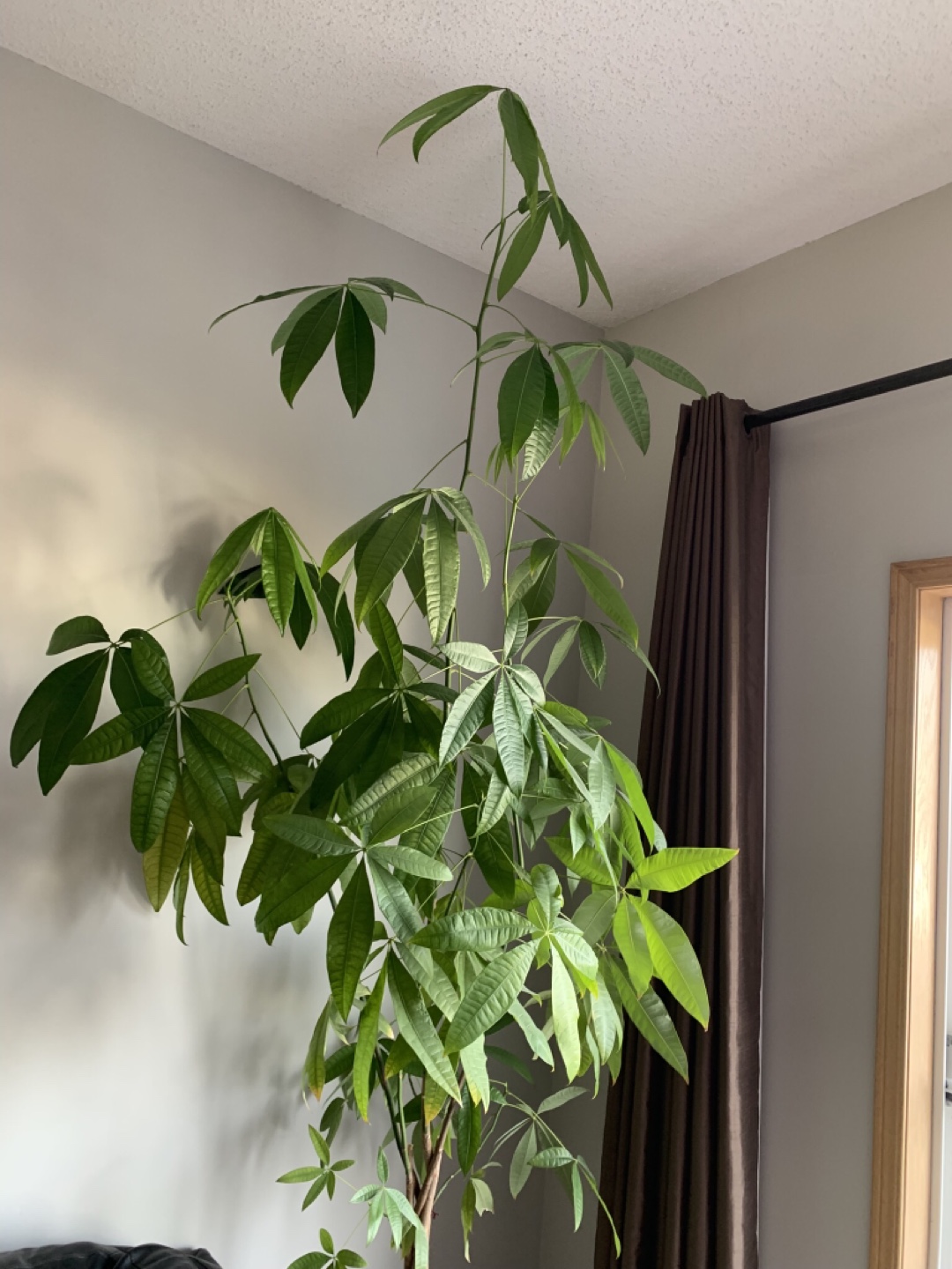 Large Braided Trunk Money Tree Plant - photo 2