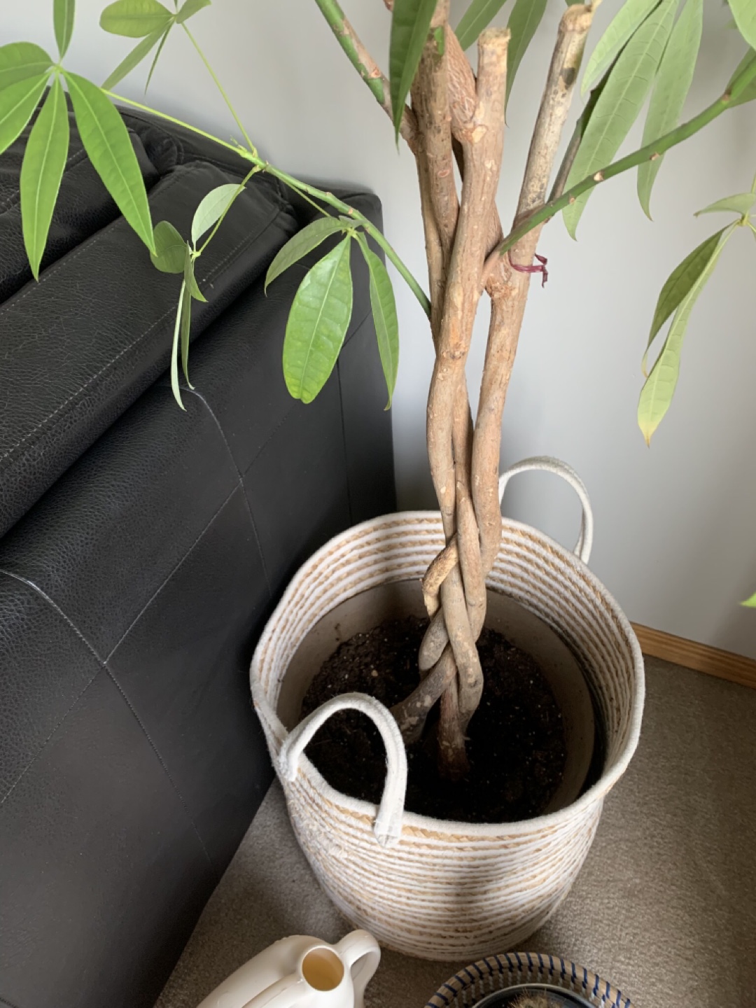 Large Braided Trunk Money Tree Plant - photo 3