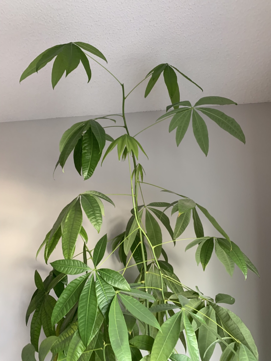 Large Braided Trunk Money Tree Plant - photo 4