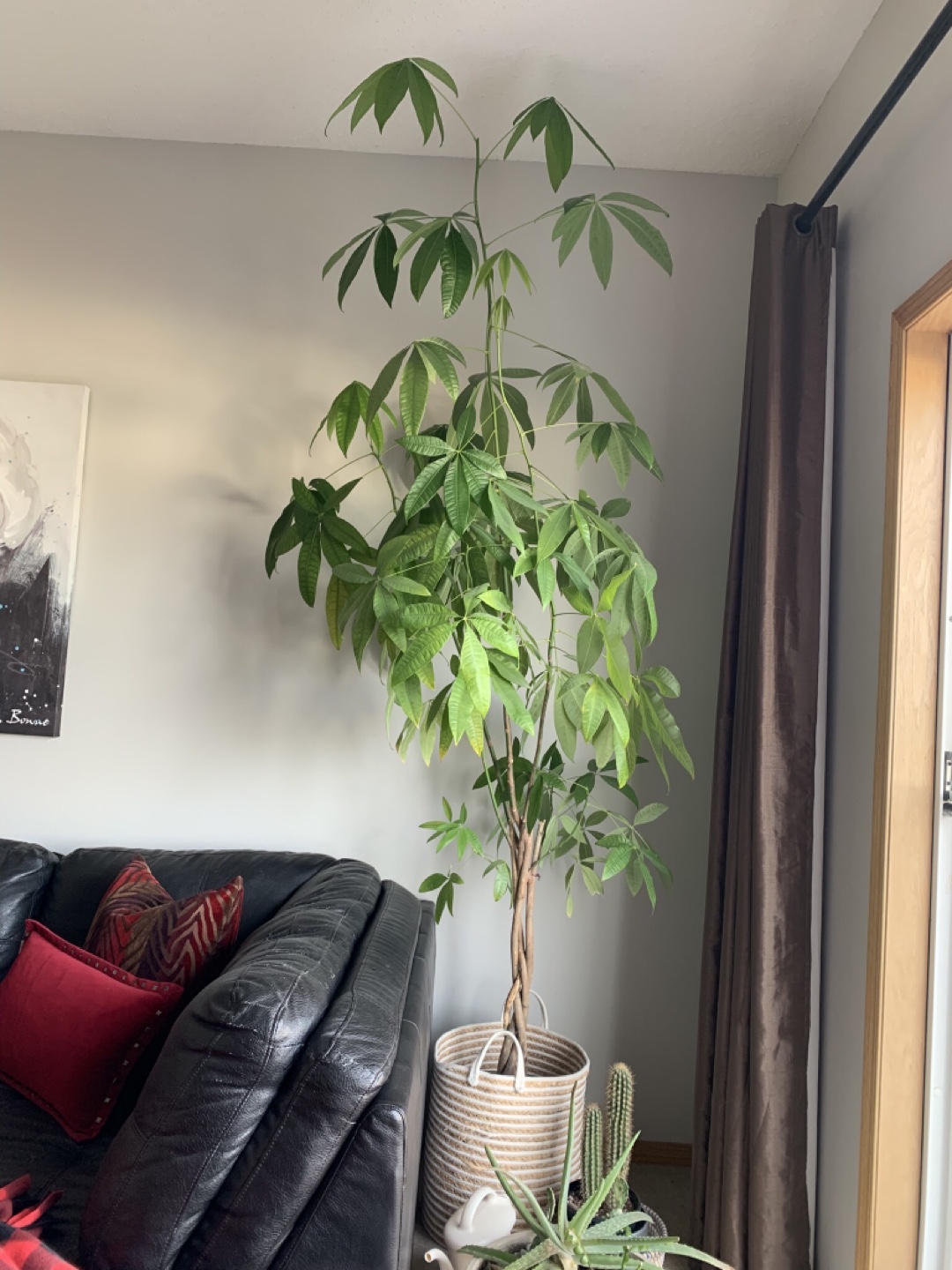 Large Braided Trunk Money Tree Plant
