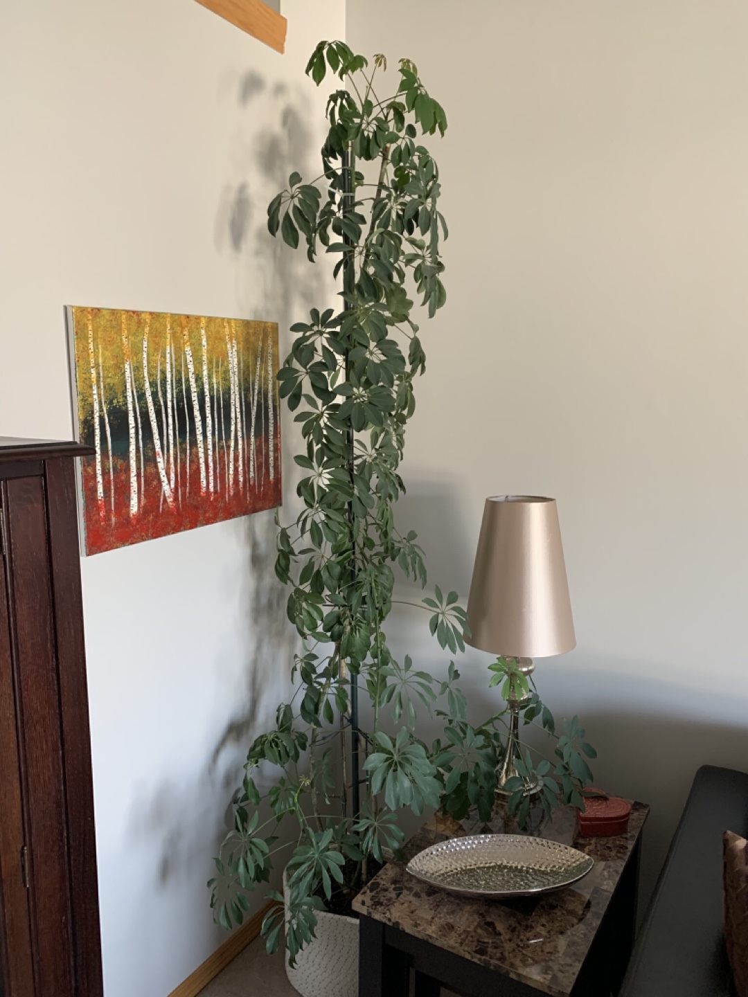Large Schefflera Arboricola Plant