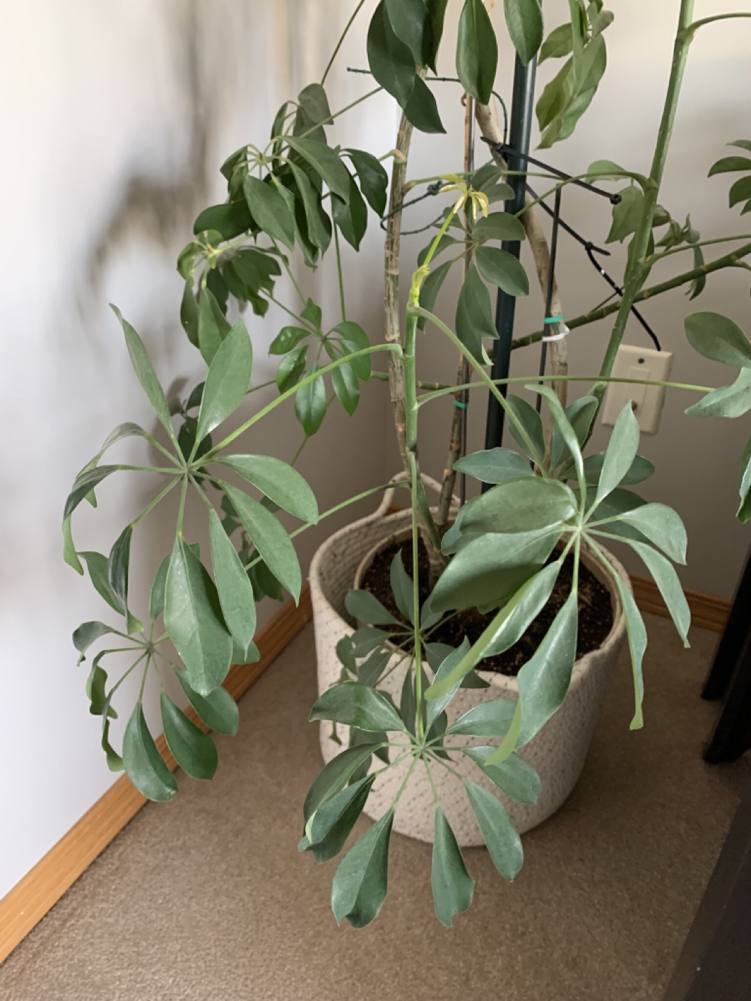 Large Schefflera Arboricola Plant - photo 3