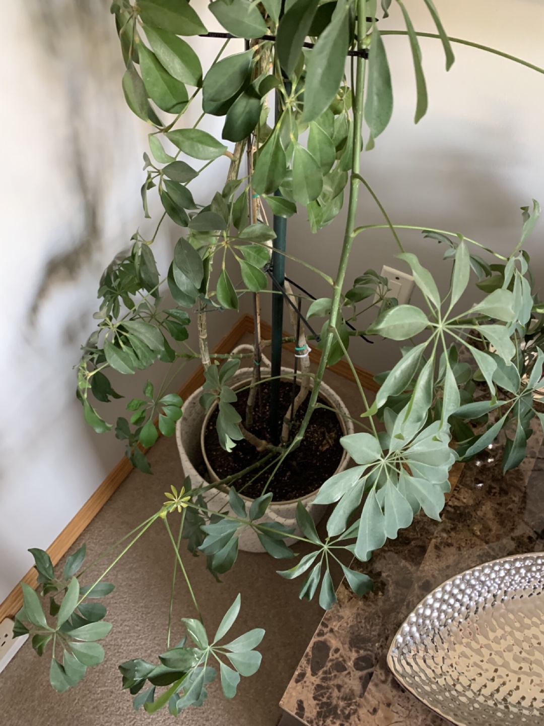 Large Schefflera Arboricola Plant - photo 2