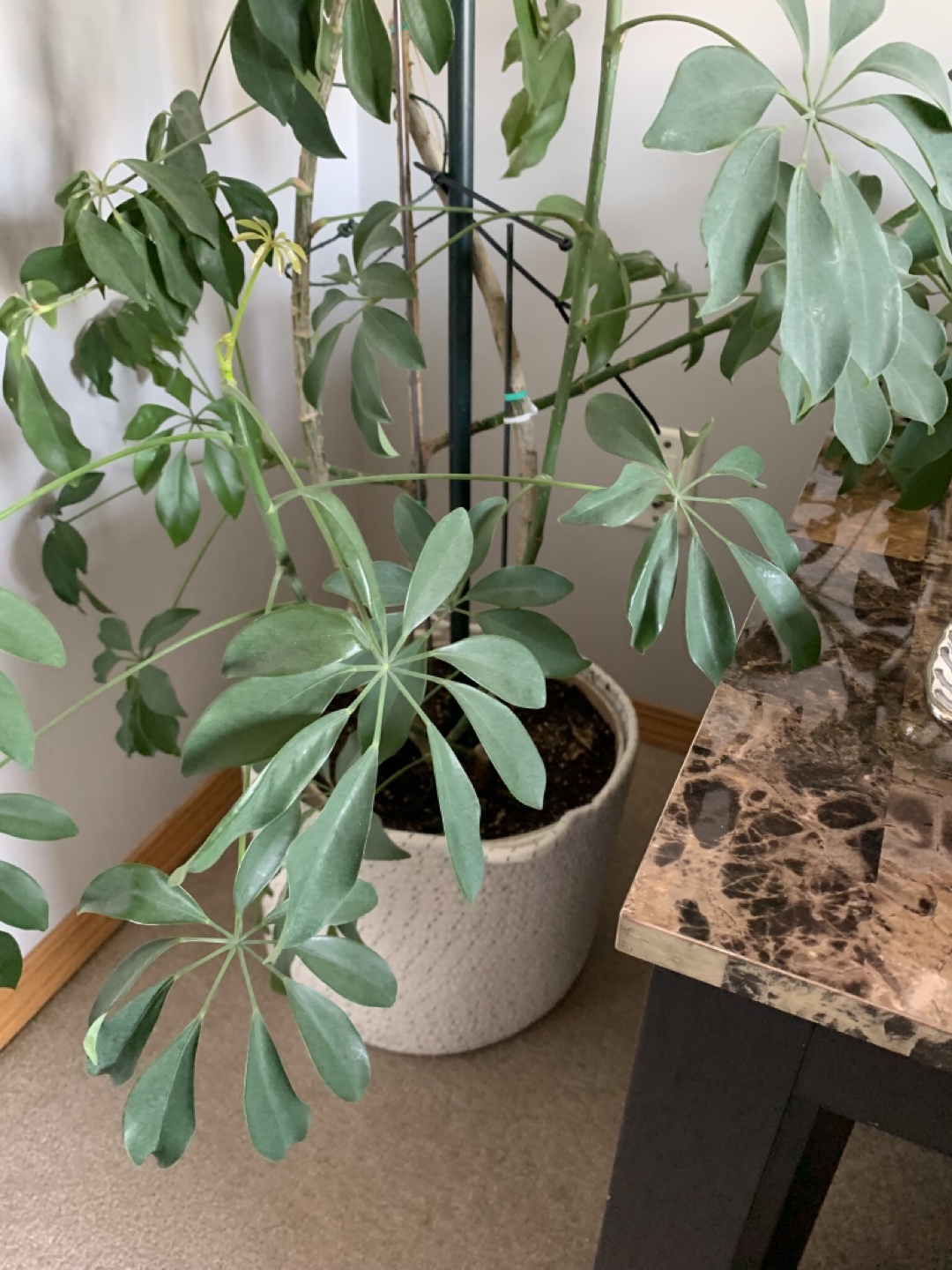 Large Schefflera Arboricola Plant - photo 4