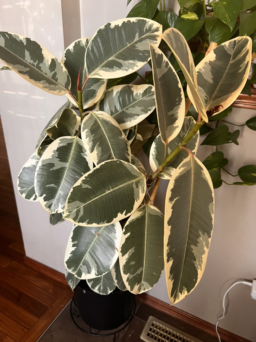 Large variegated Ficus Elastica plant