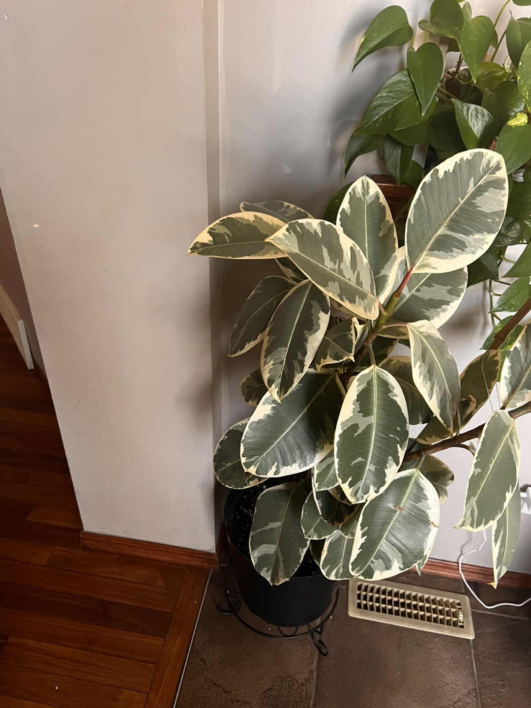 Large variegated Ficus Elastica plant - photo 2