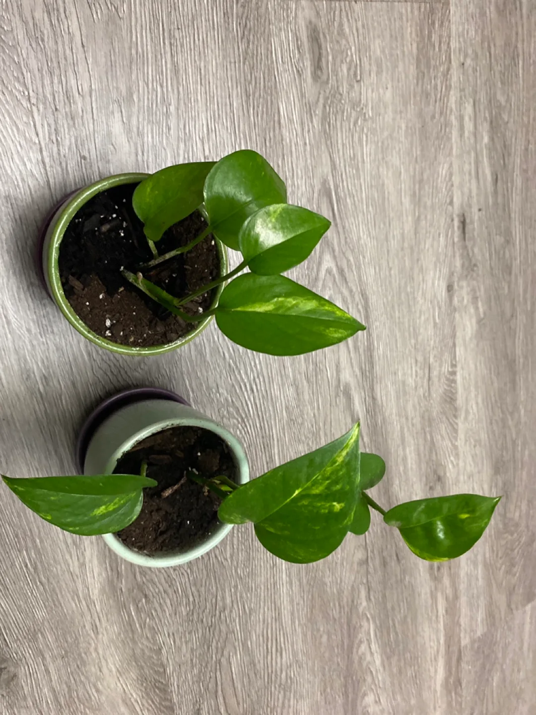 Two potted Golden Pothos plants thumbnail