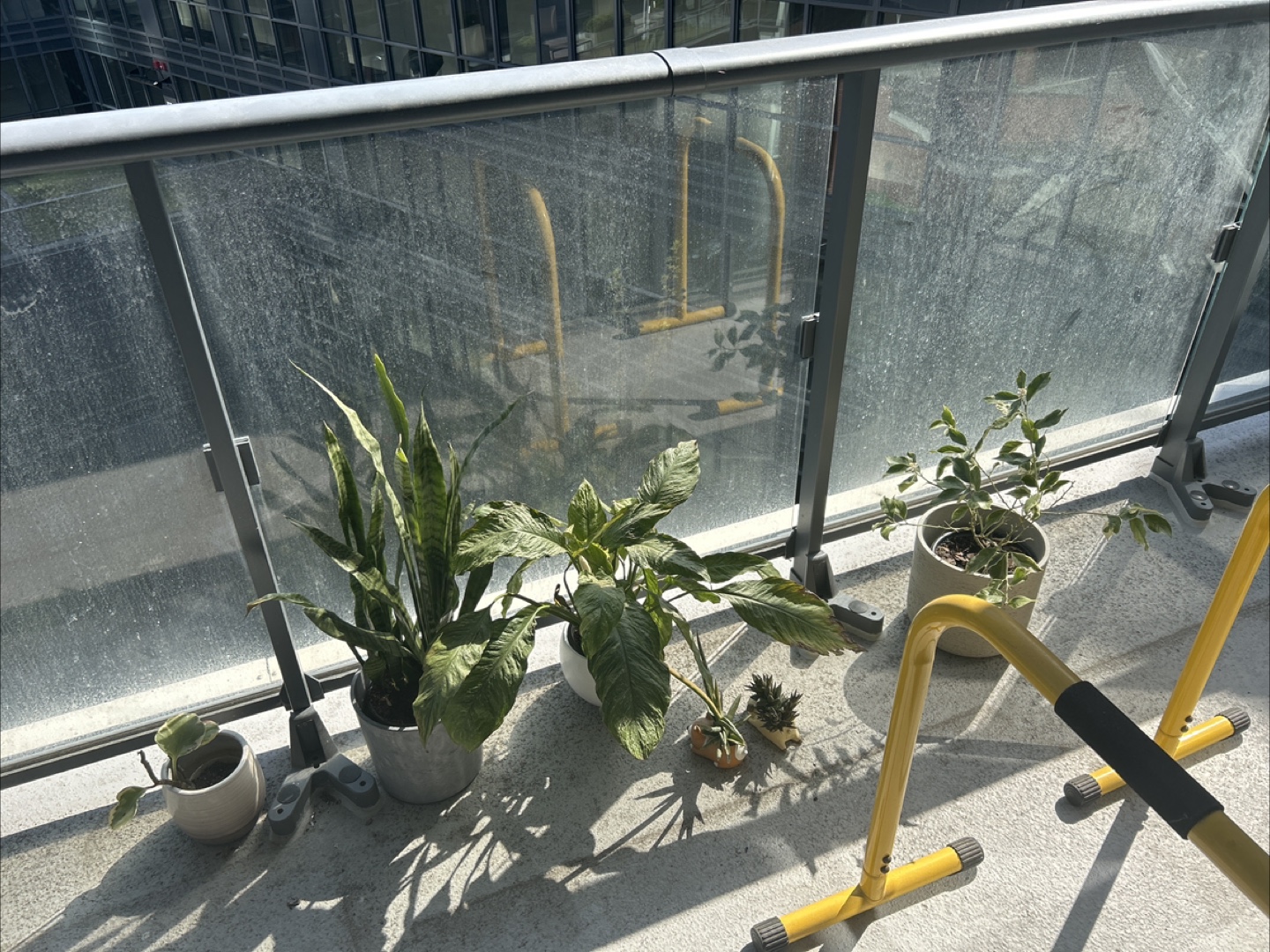 Indoor/Outdoor Plants