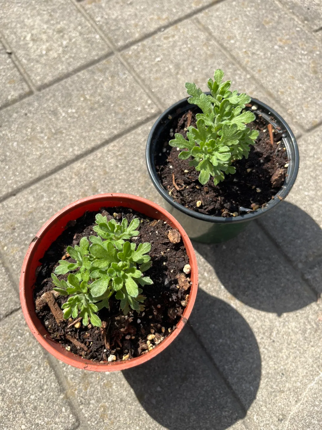 (Perennial) Red Chrysanthemum in 4” pot $5 each thumbnail