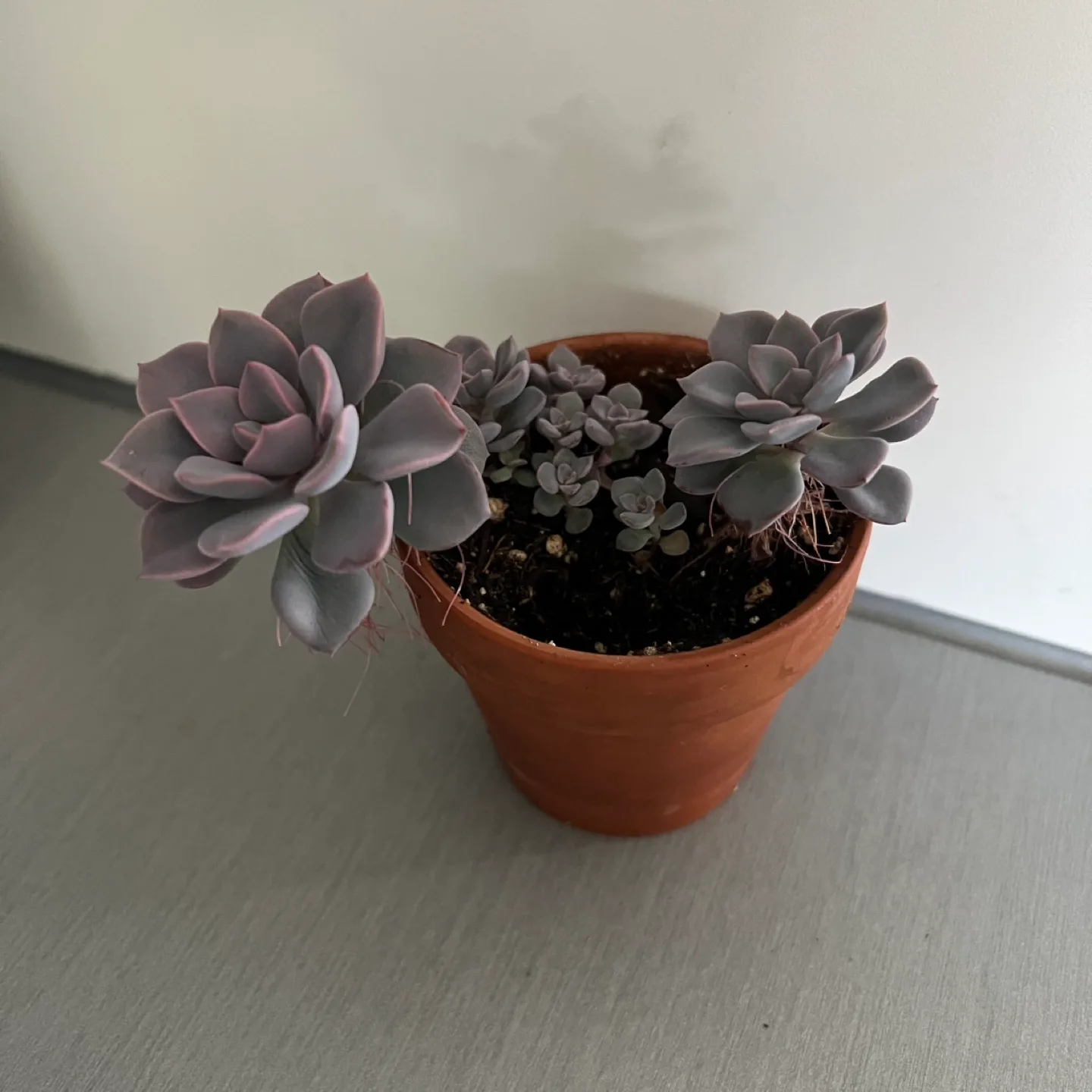 Purple Succulent Plant in Terracotta Pot thumbnail