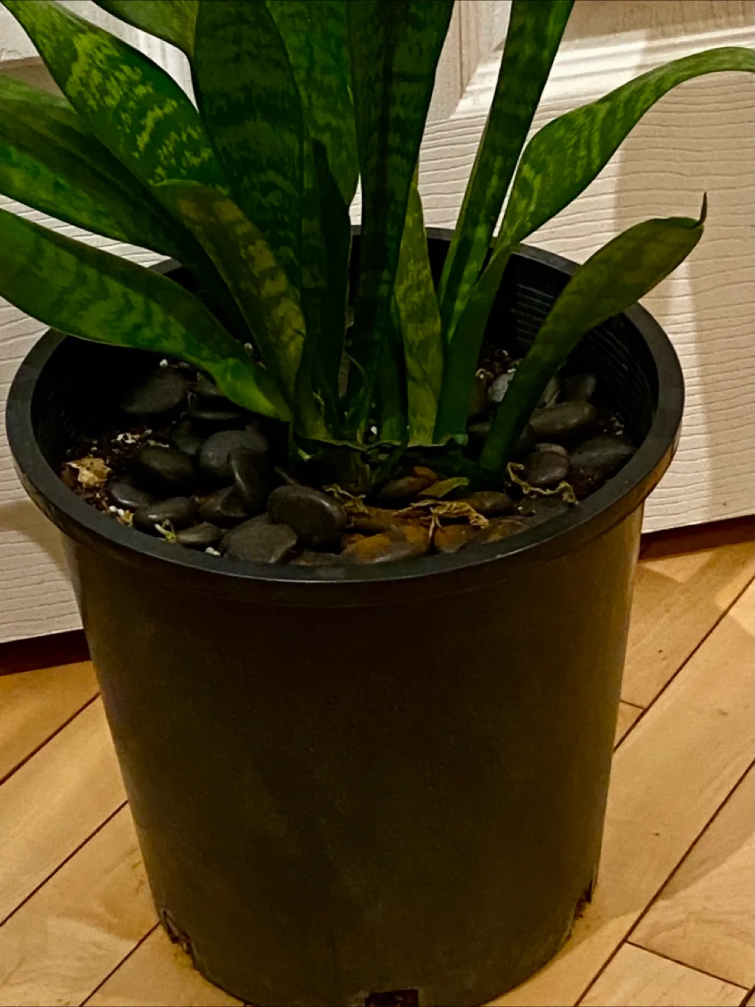Snake Plant in Black Pot image indicator(3)