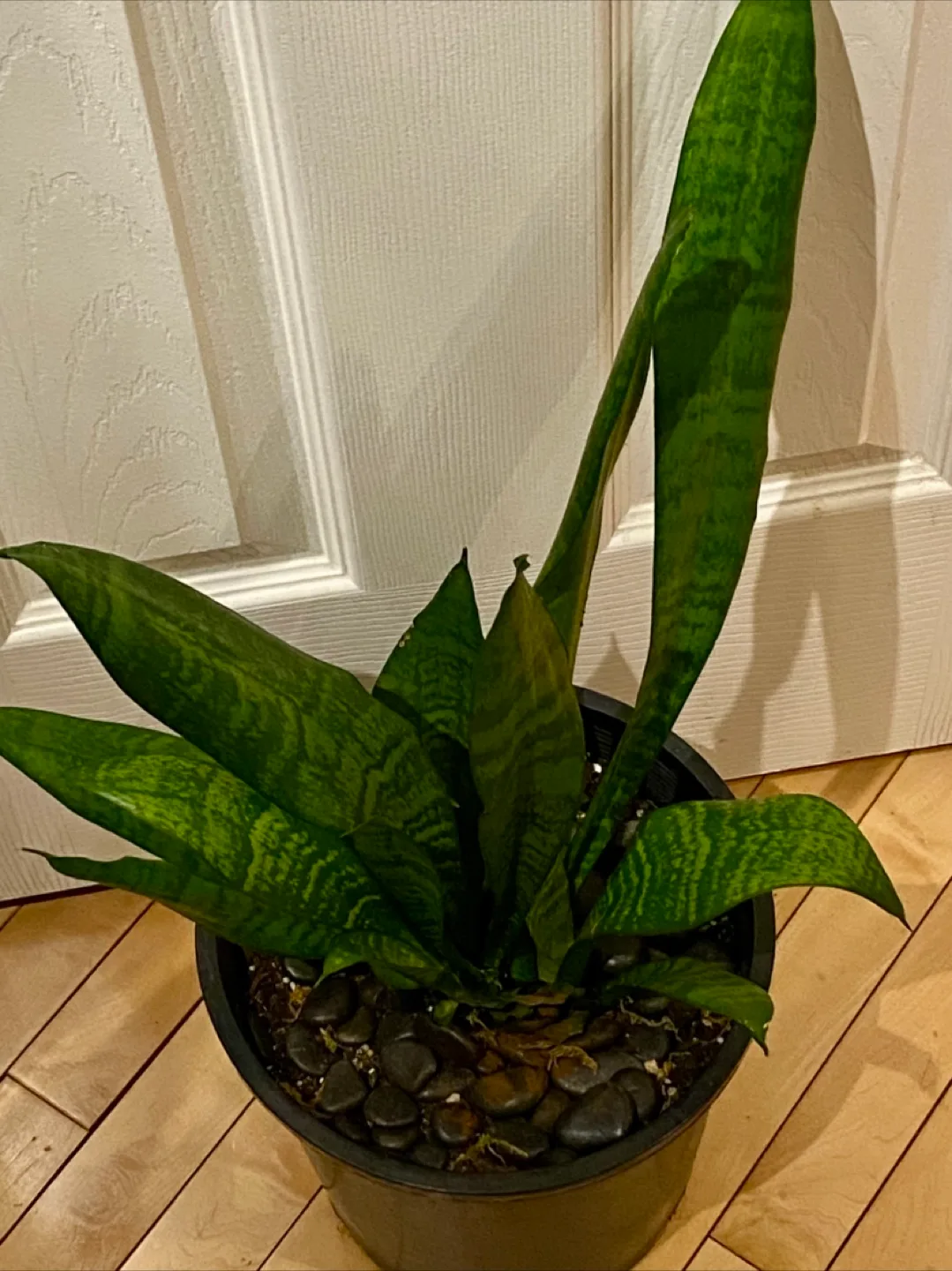 Snake Plant in Black Pot image indicator(2)