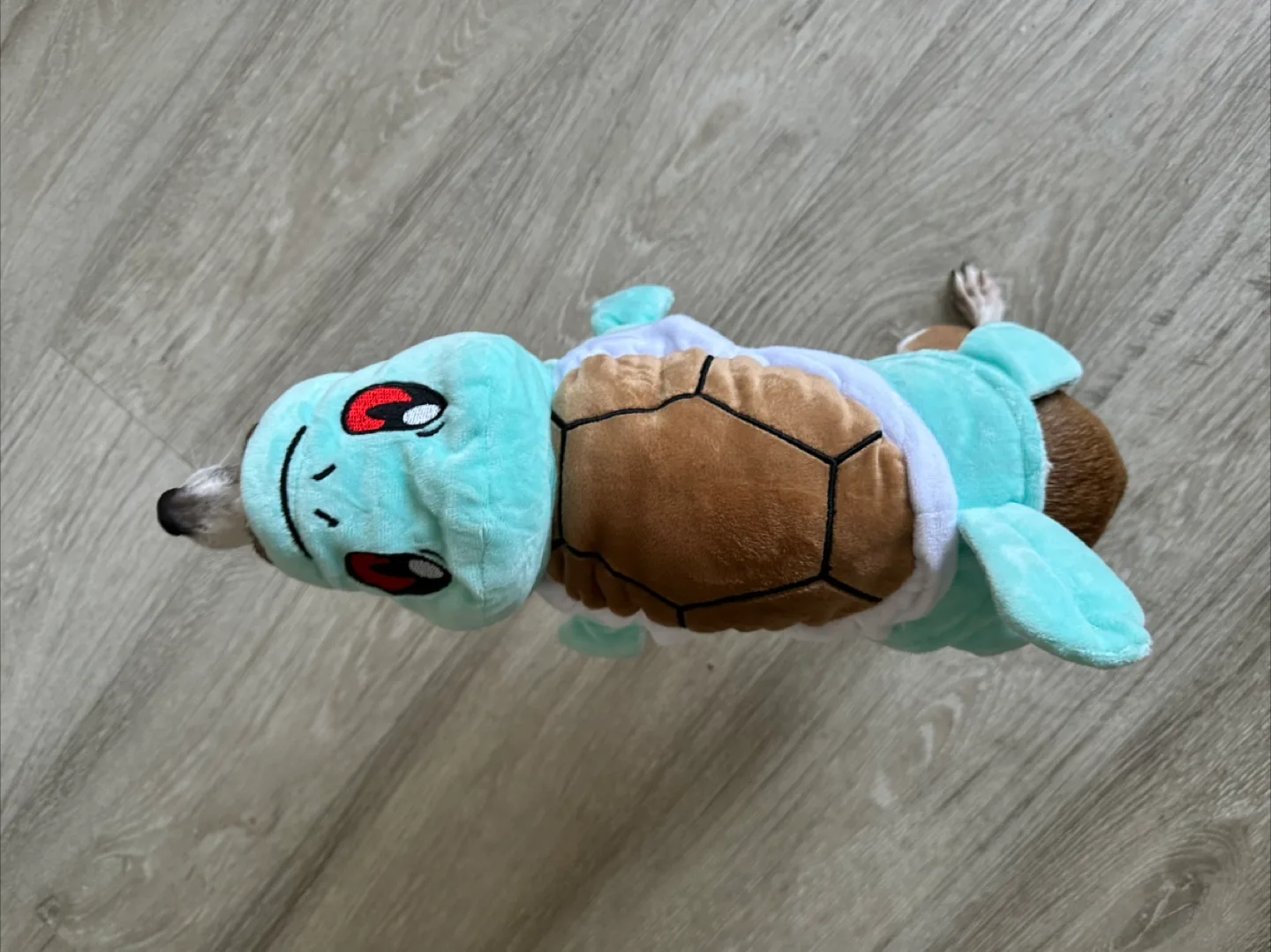 Squirtle Dog Costume image indicator(5)