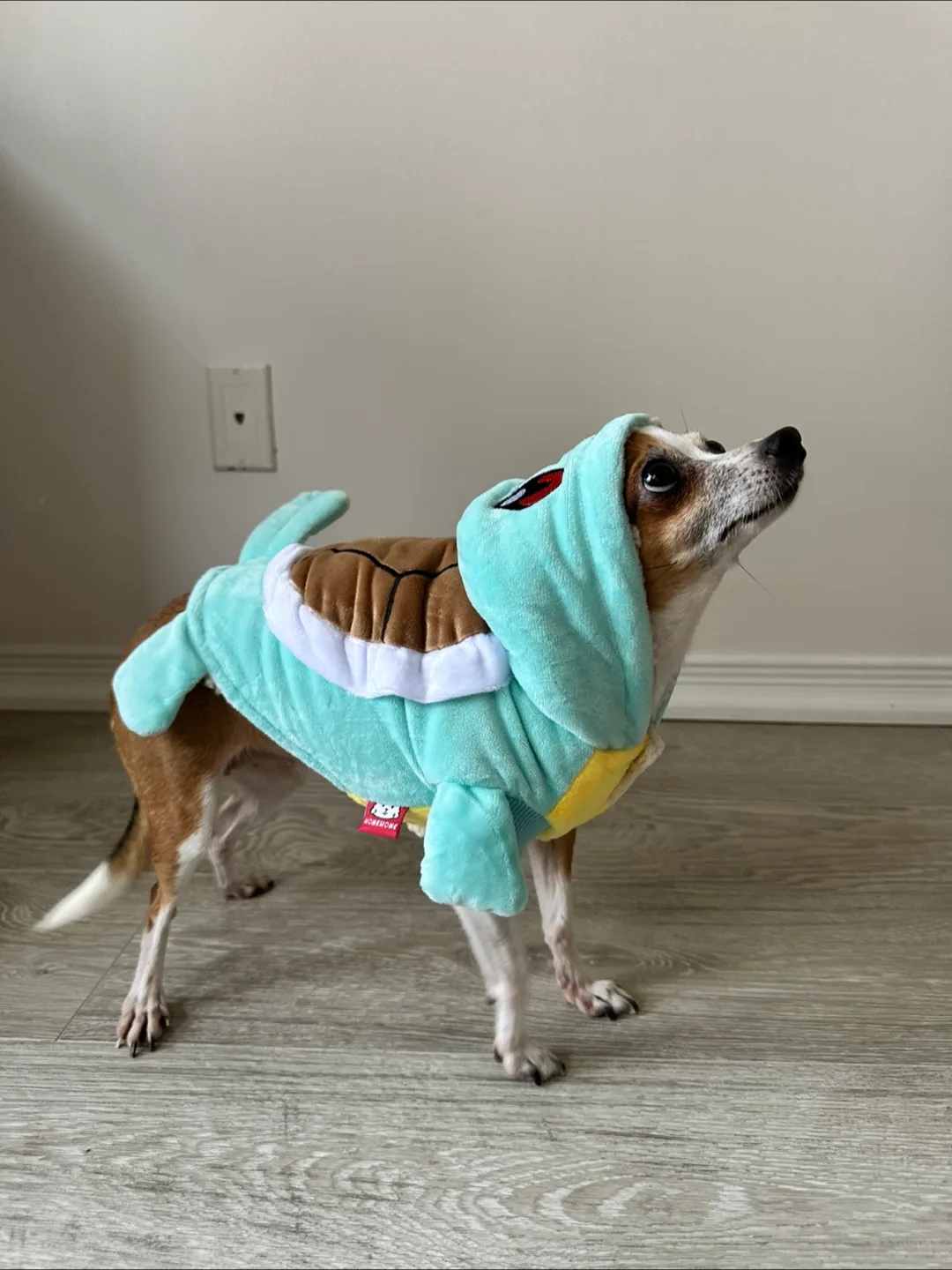 Squirtle Dog Costume image indicator(4)