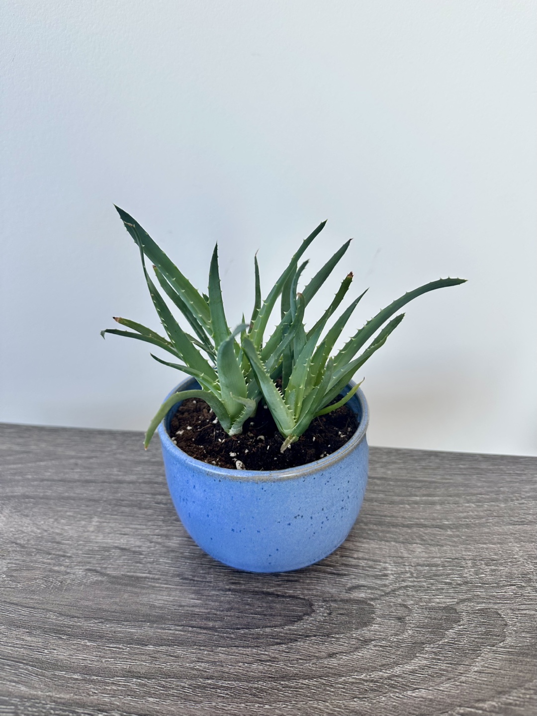 Aloe Vera Plant in Blue Pot - photo 2