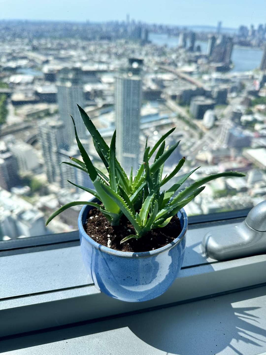 Aloe Vera Plant in Blue Pot - photo 3