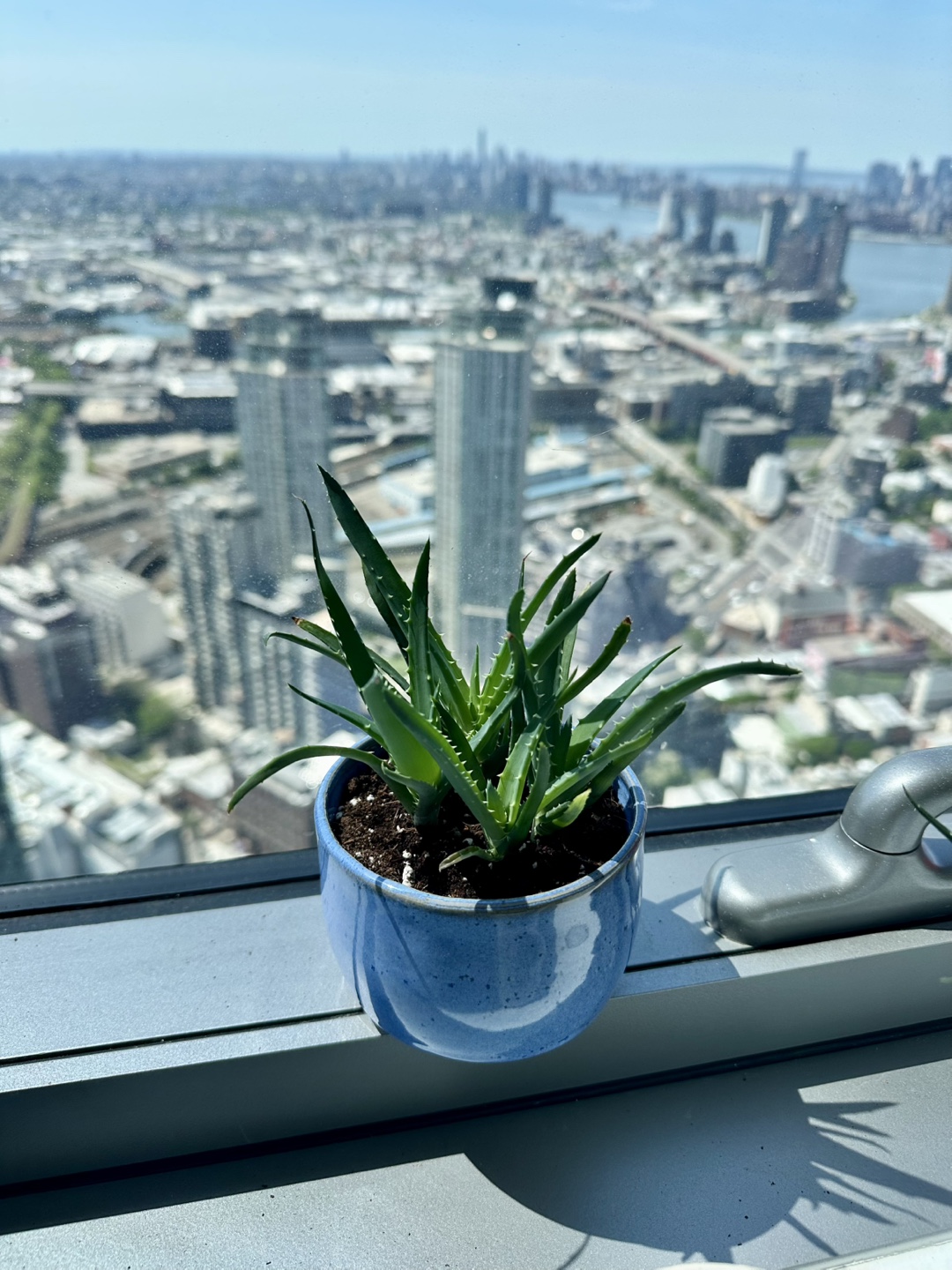 Aloe Vera Plant in Blue Pot - photo 4