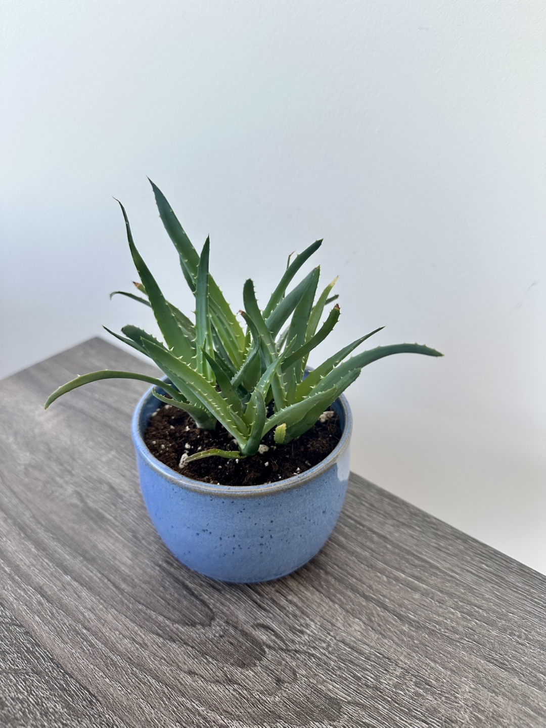 Aloe Vera Plant in Blue Pot