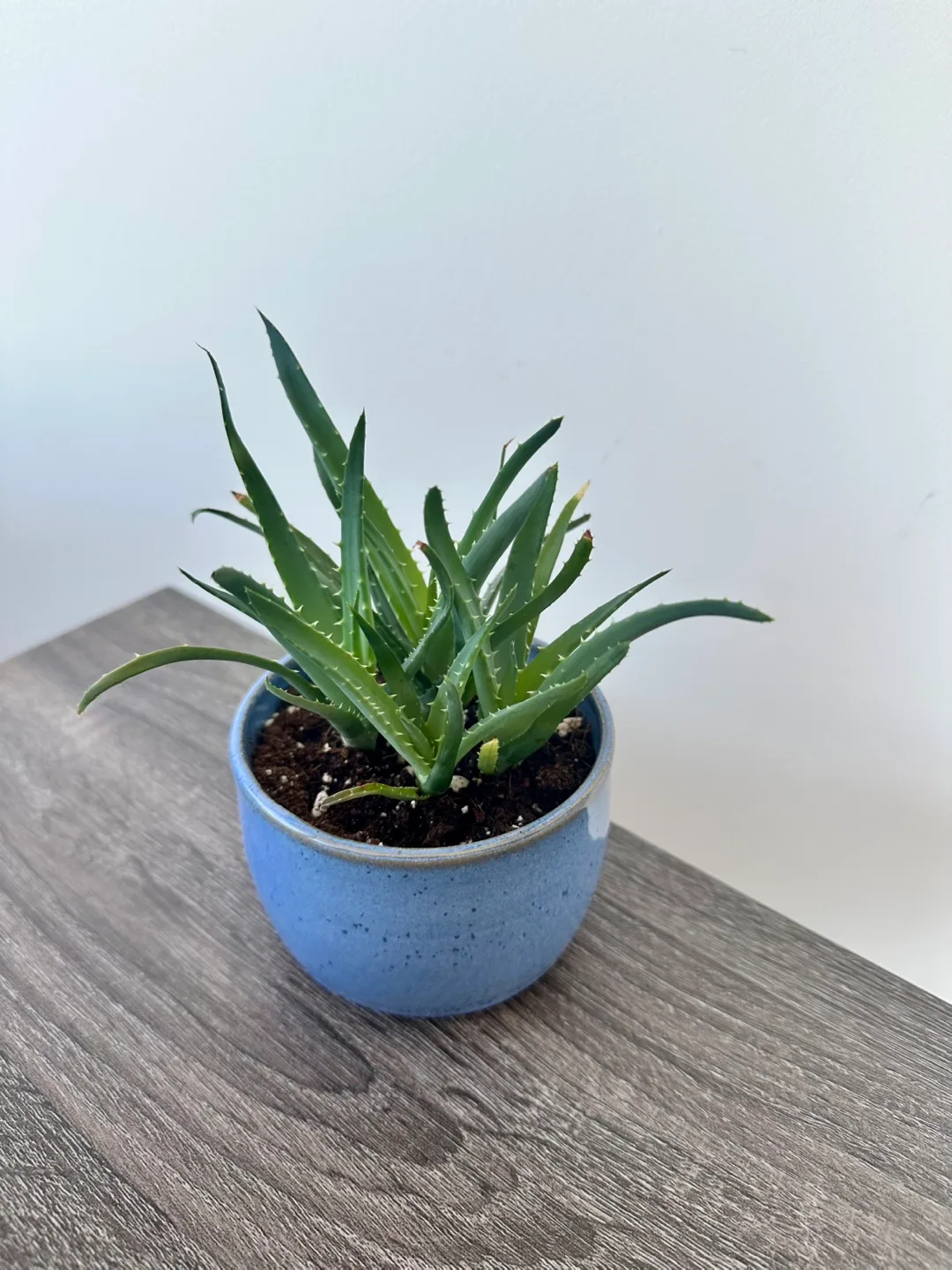 Aloe Vera Plant in Blue Pot thumbnail