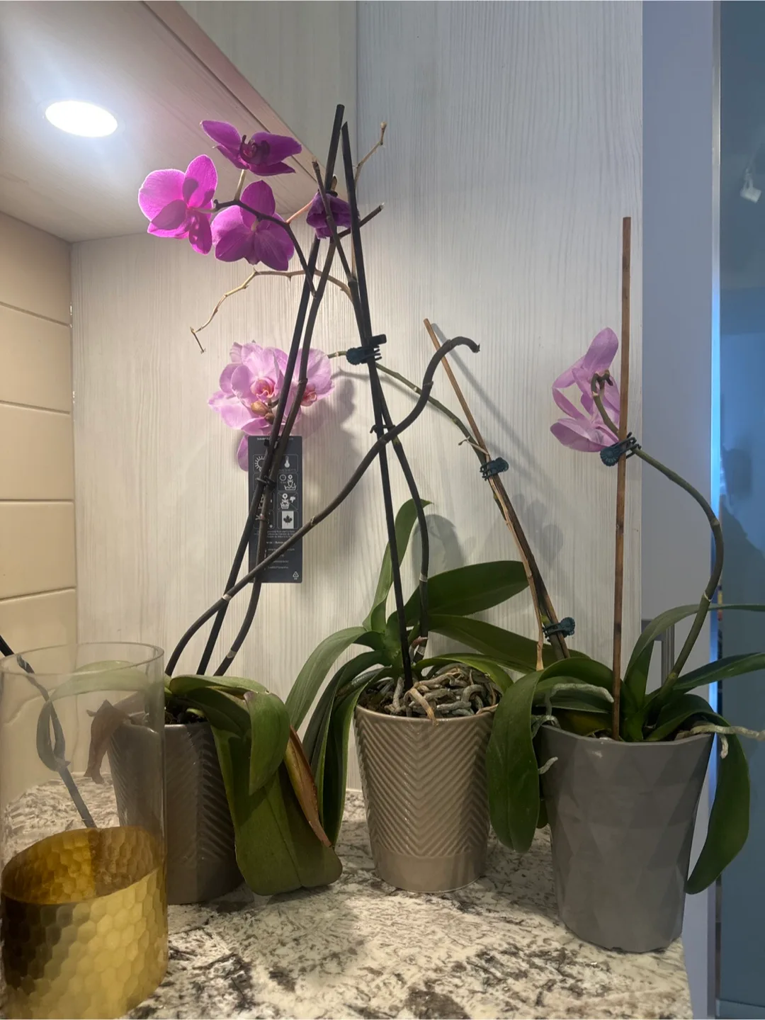 Three potted Phalaenopsis orchids thumbnail