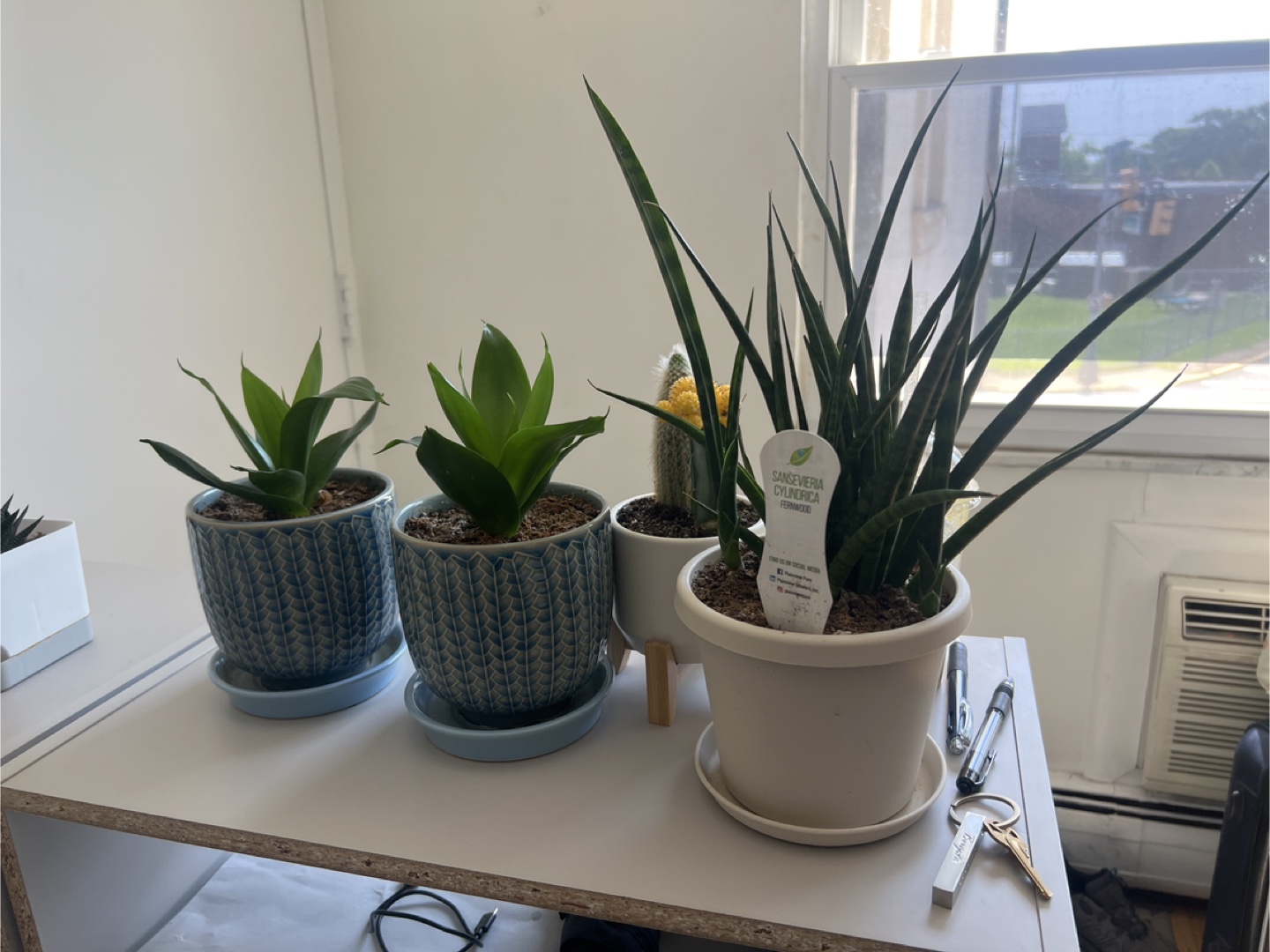 Snake Plants Variety Pack - photo 4