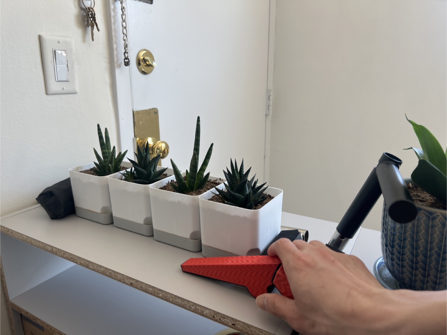 Snake Plants Variety Pack - photo 3